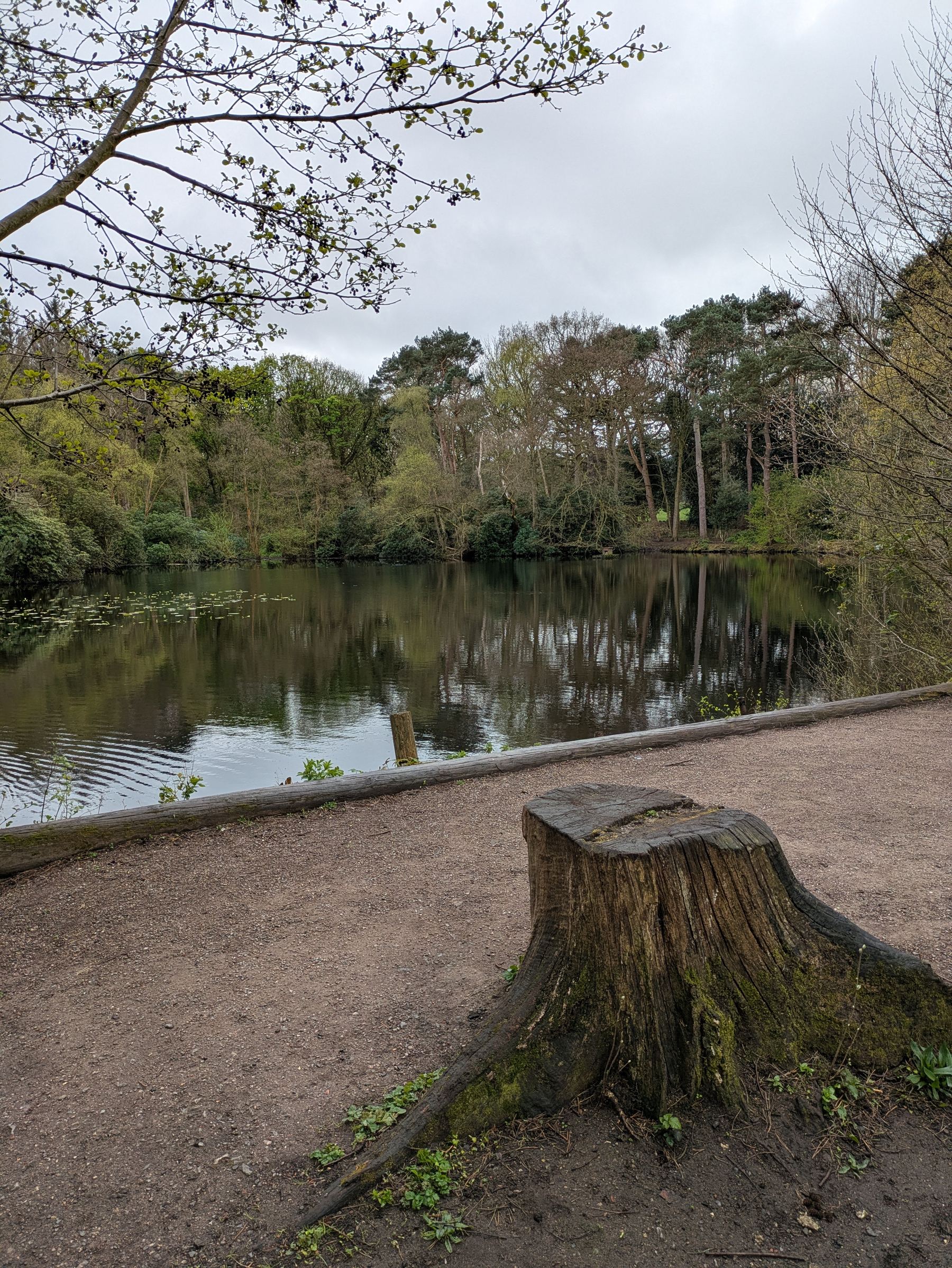 A serene pond surrounded by trees with a pathway and a tree stump in the foreground.