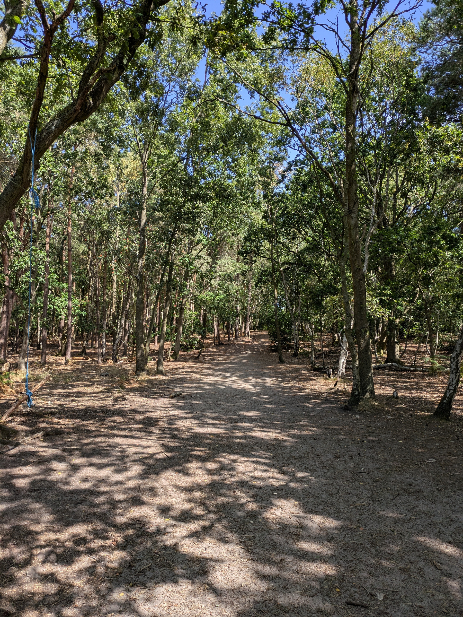 A sunlit dirt path winds through a dense forest with tall trees casting dappled shadows on the ground.