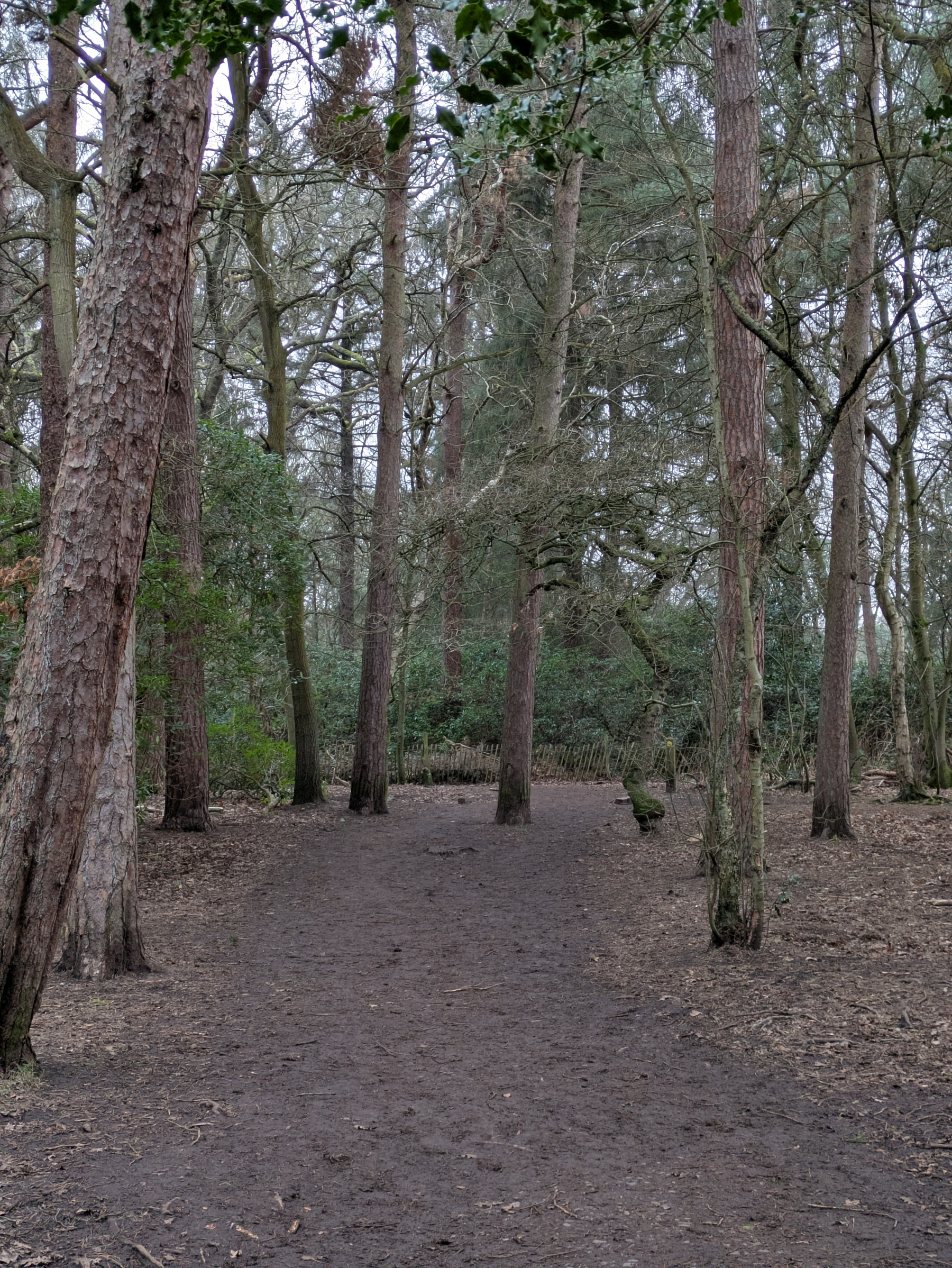A dirt path winds through a densely wooded area with tall trees and sparse underbrush.