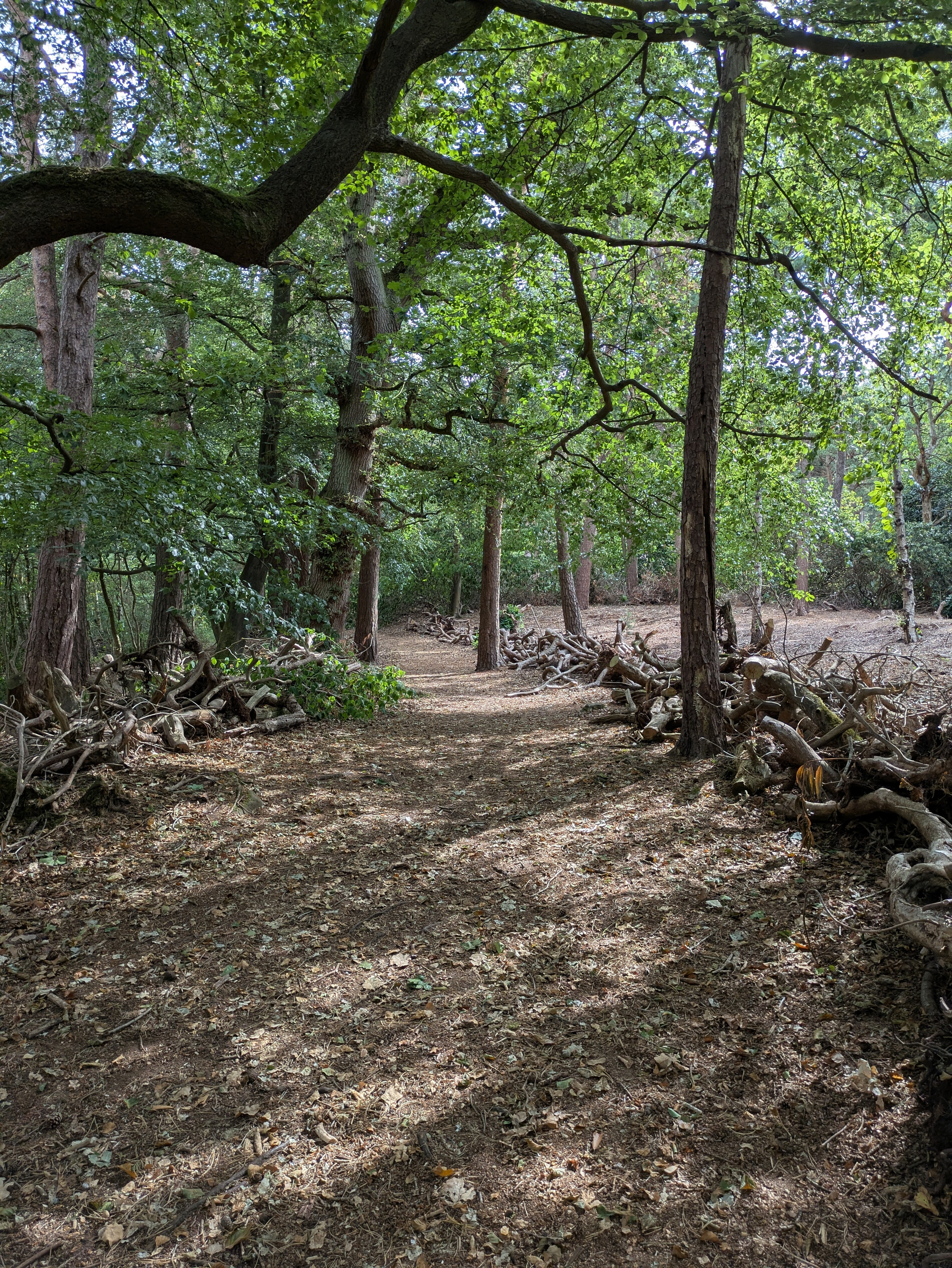A wooded path is bordered by piles of branches and fallen leaves, with sunlight filtering through the canopy of green trees.
