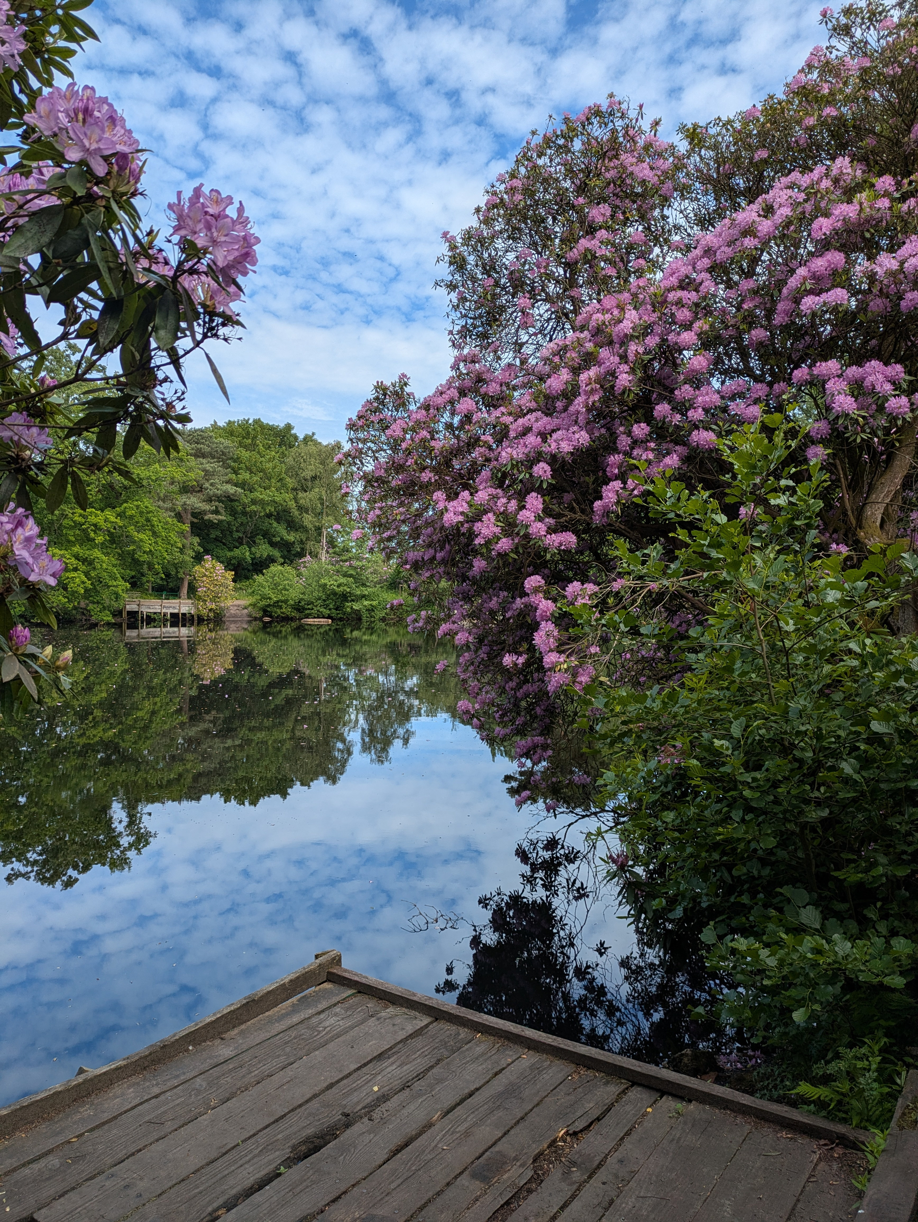 A tranquil lake is surrounded by lush greenery and vibrant pink flowering trees under a partly cloudy sky.