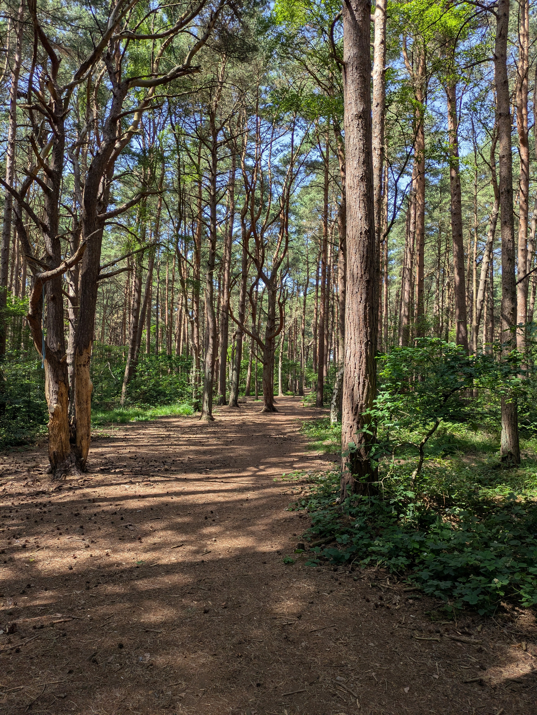 A sunlit forest path winds through tall trees with dense, green foliage on either side.