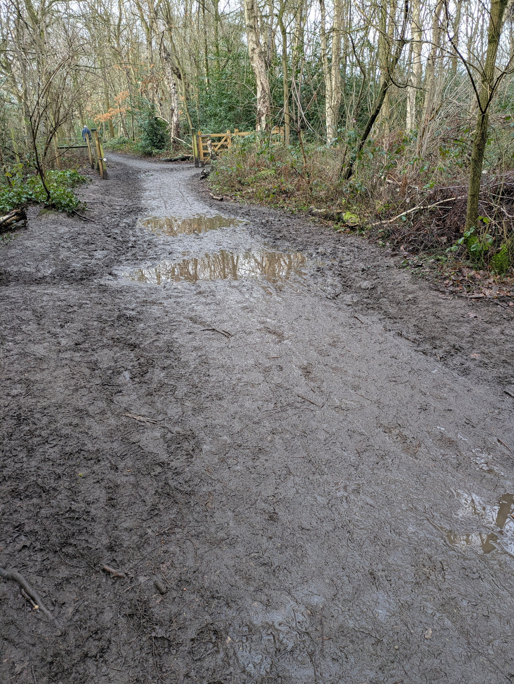 A muddy path through a wooded area features several large puddles and is lined with bare trees and sparse foliage.