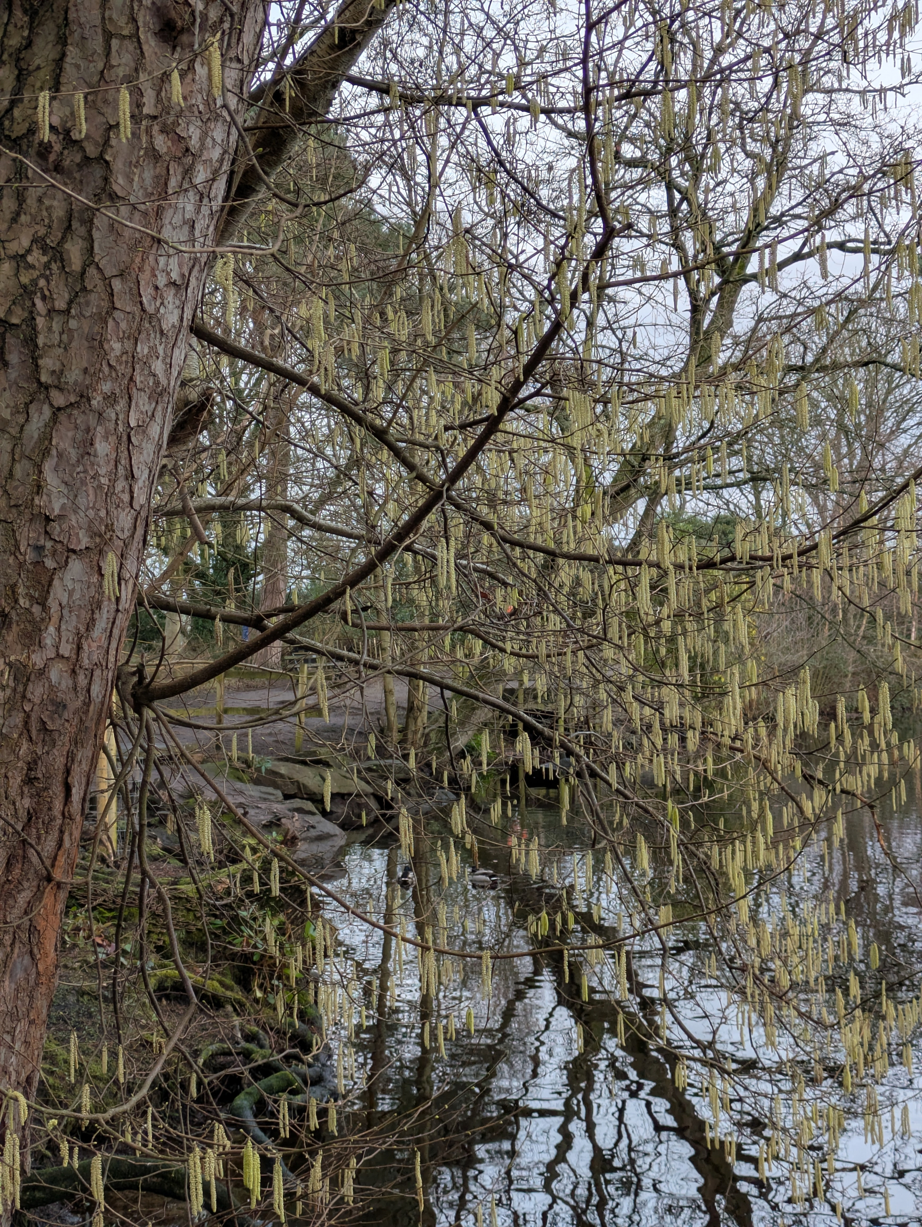 A tree with dangling catkins is situated next to a reflective body of water.