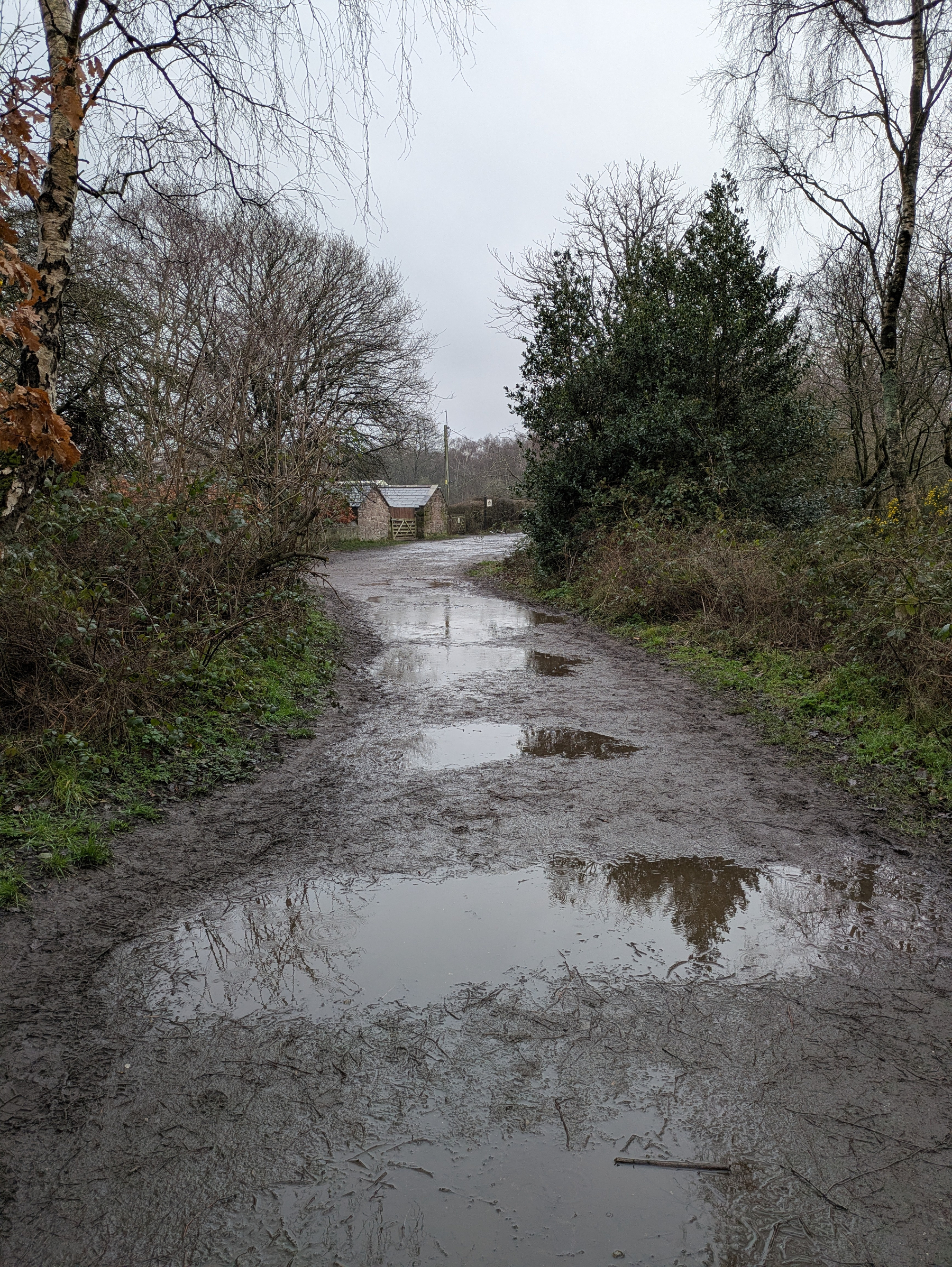 A muddy path with large puddles leads towards a house, surrounded by trees on a cloudy day.