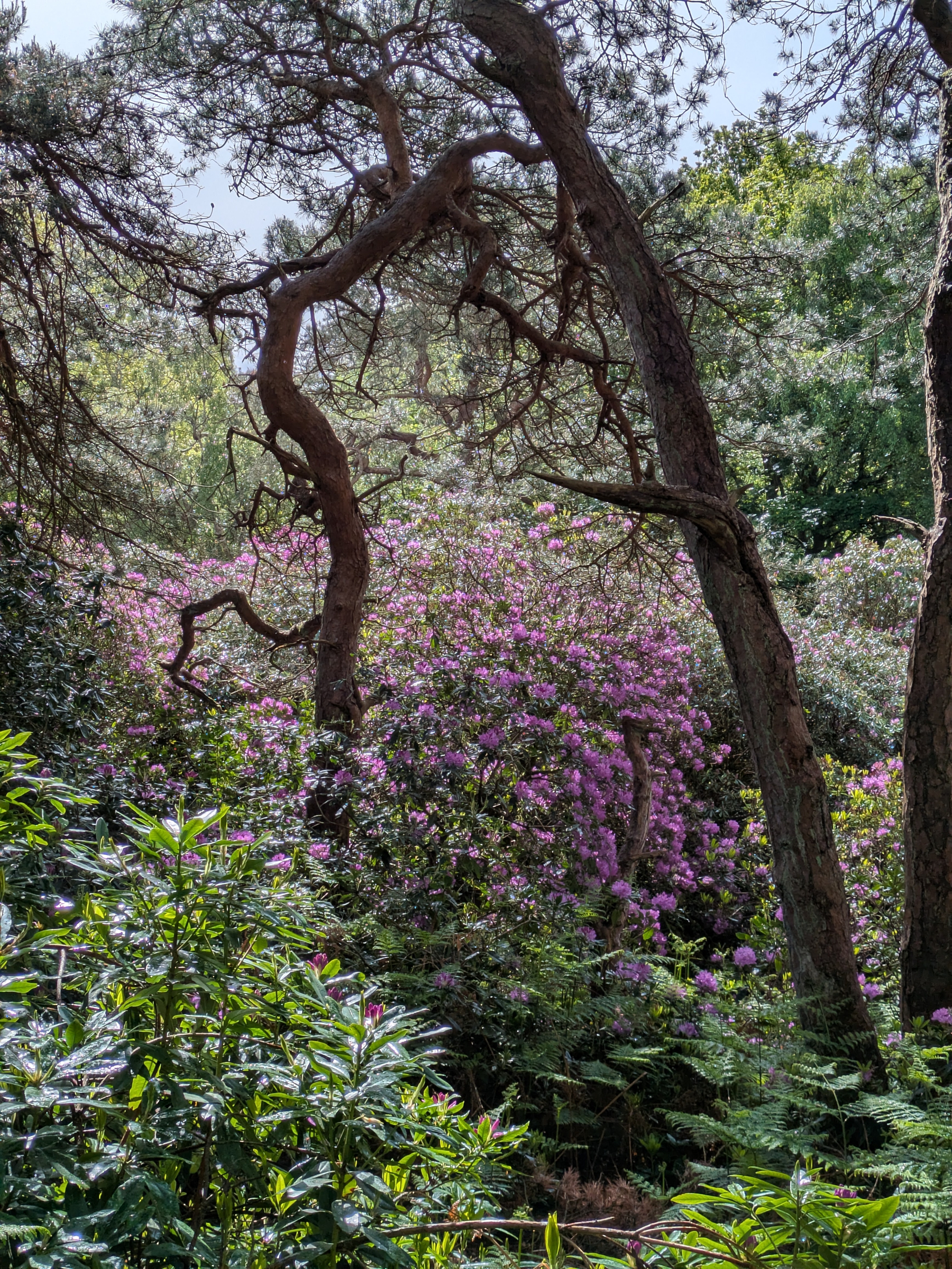 A lush forest scene features tall, curving trees and vibrant blooming purple flowers amidst dense greenery.