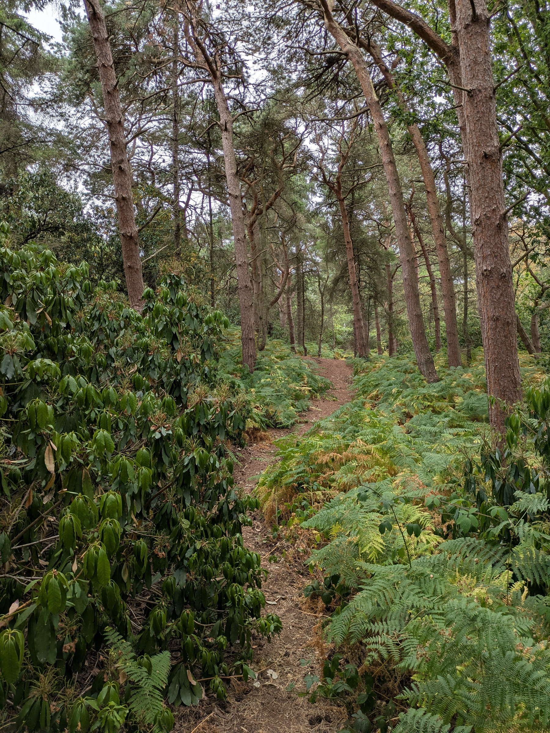 A narrow dirt path winds through a dense forest with tall trees and abundant green foliage on either side.