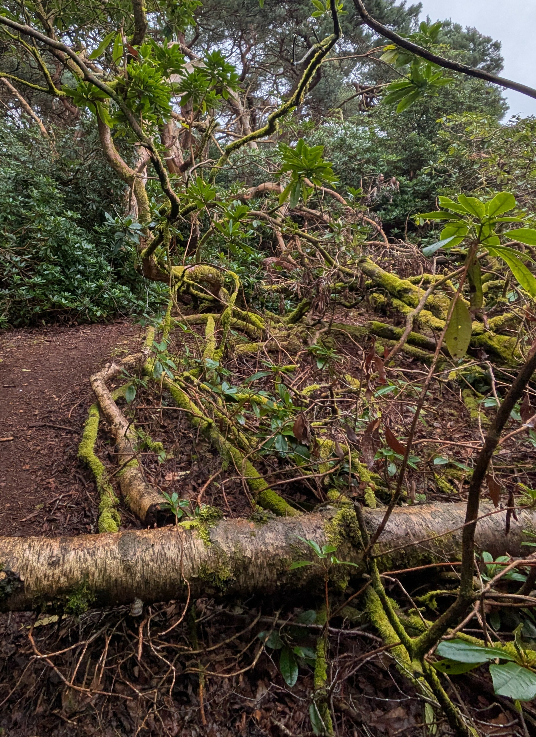 A forest scene features a pathway partially obstructed by fallen, moss-covered branches surrounded by dense greenery.