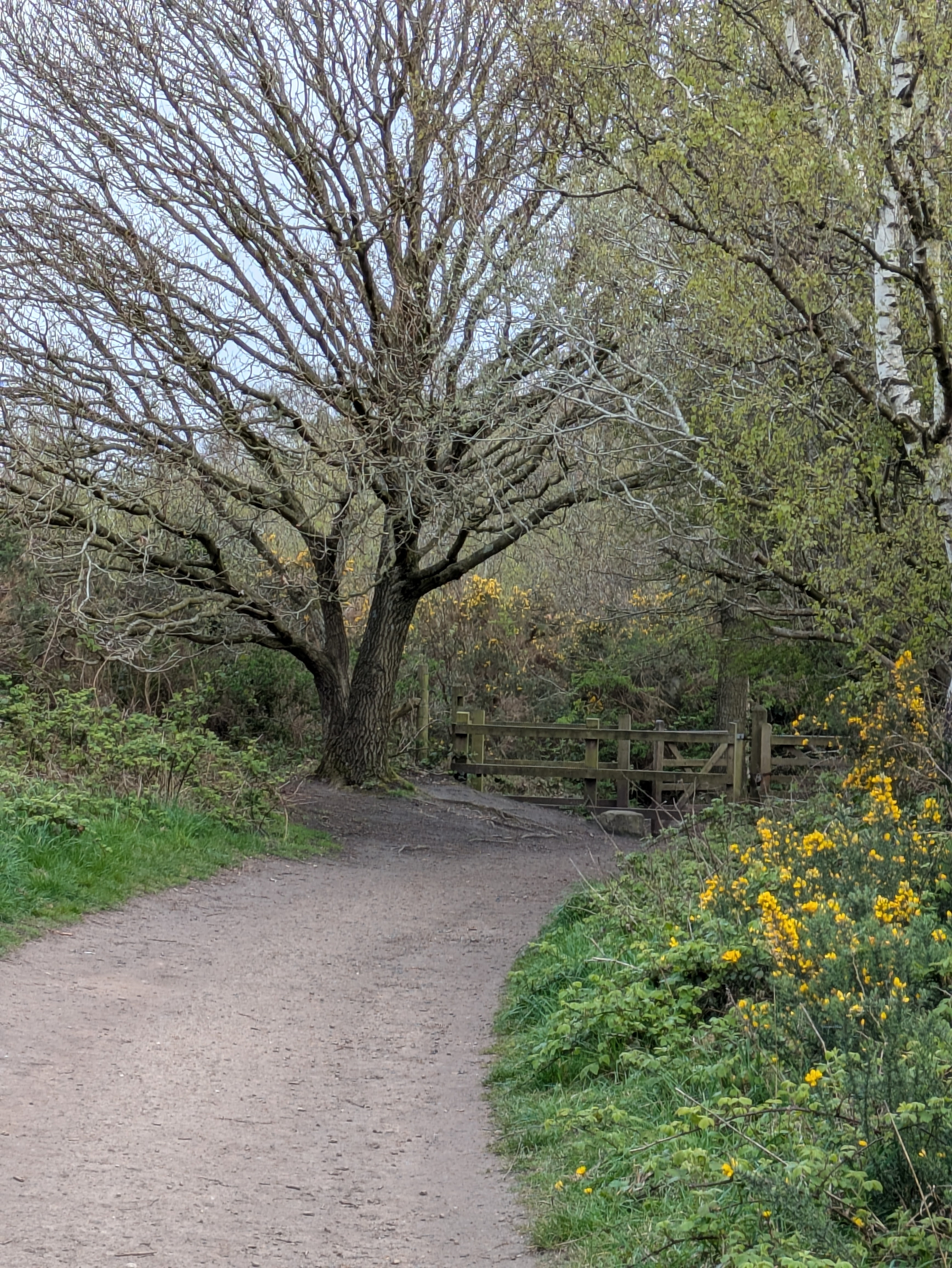 A dirt path winds through a lush park area with leafless trees, yellow flowers, and a wooden bridge.