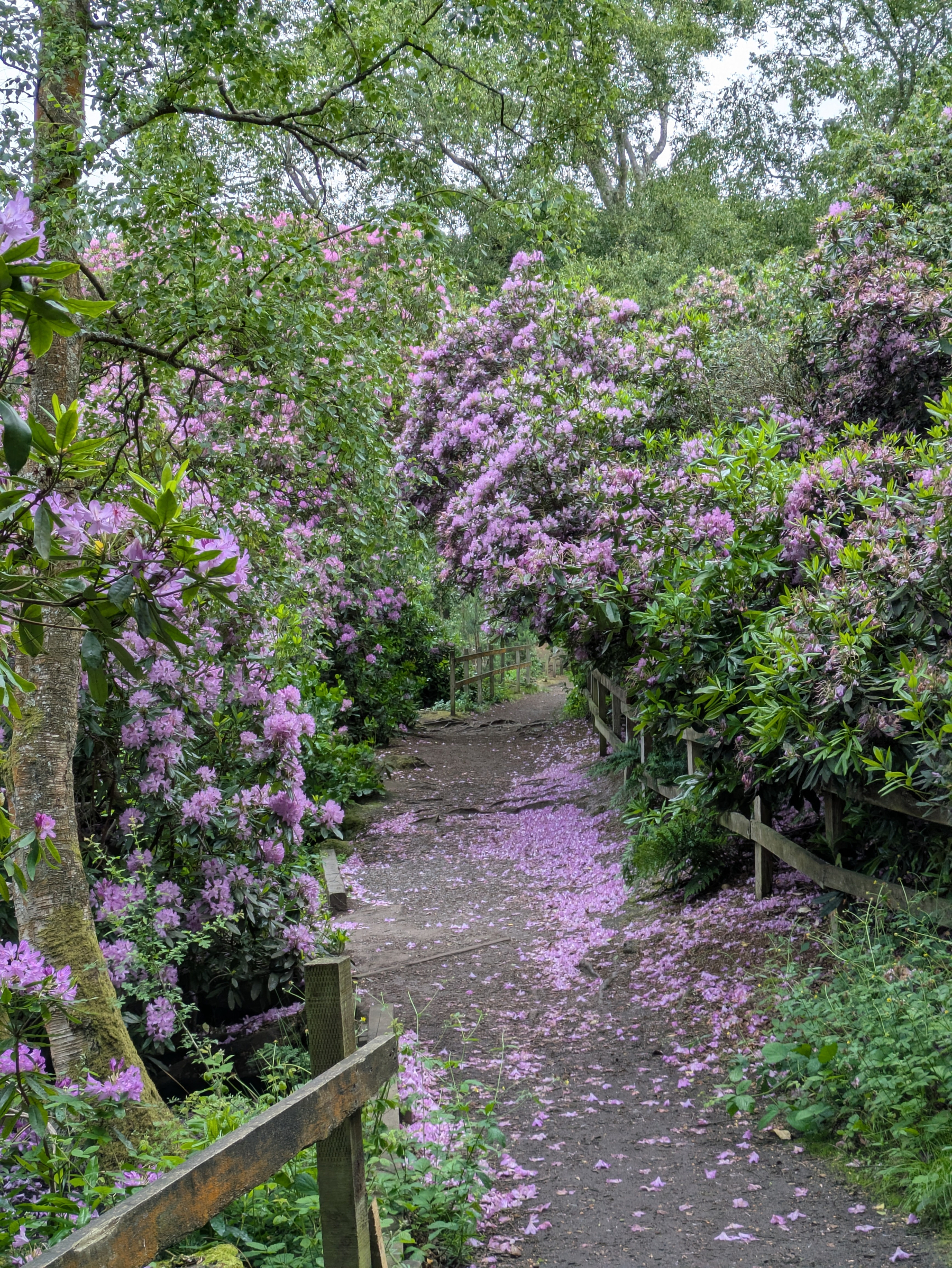 A path in a lush garden is lined with vibrant pink and purple flowering bushes and trees.