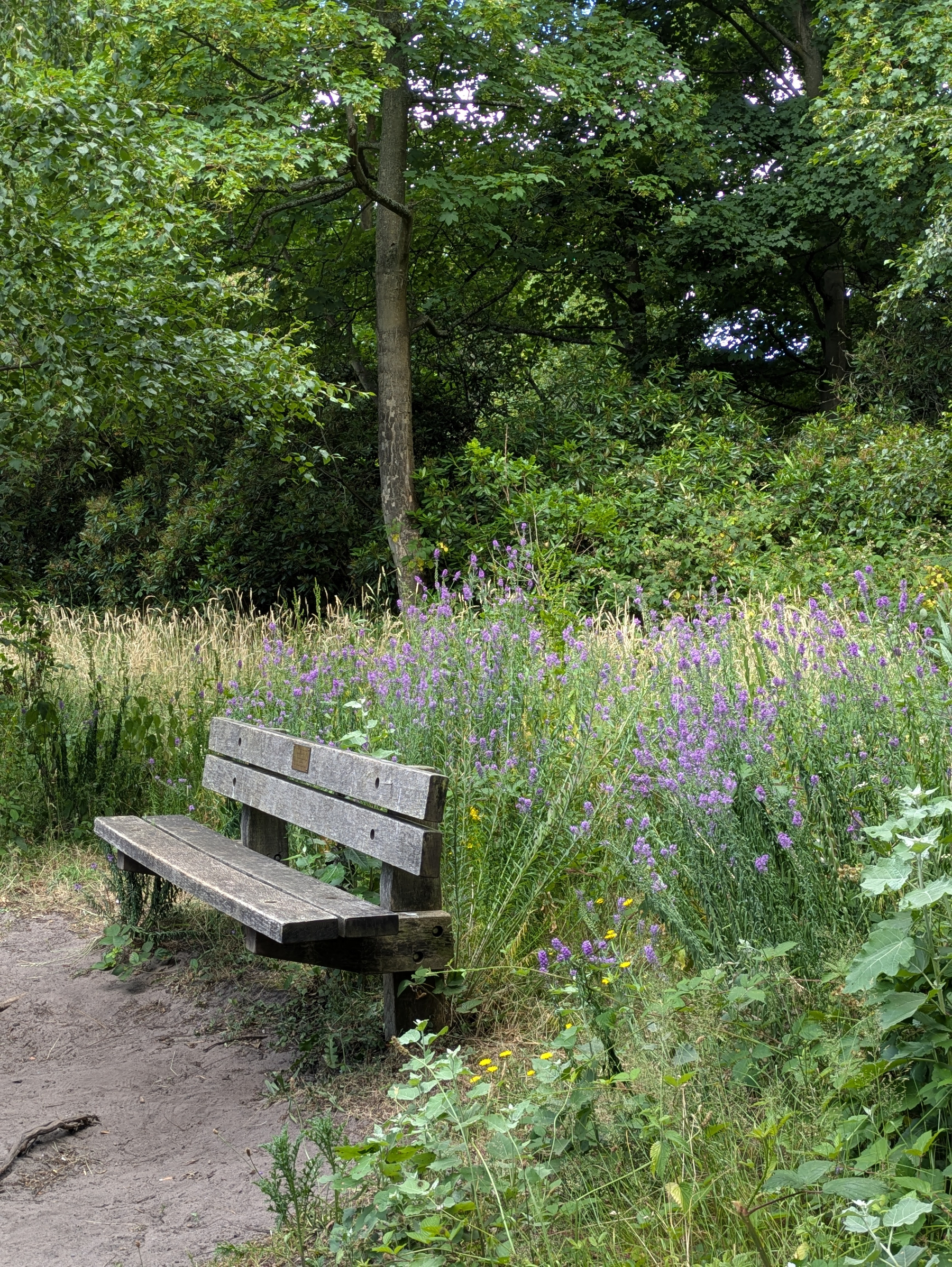 A wooden bench sits empty beside a patch of purple wildflowers in a lush, green forest clearing.