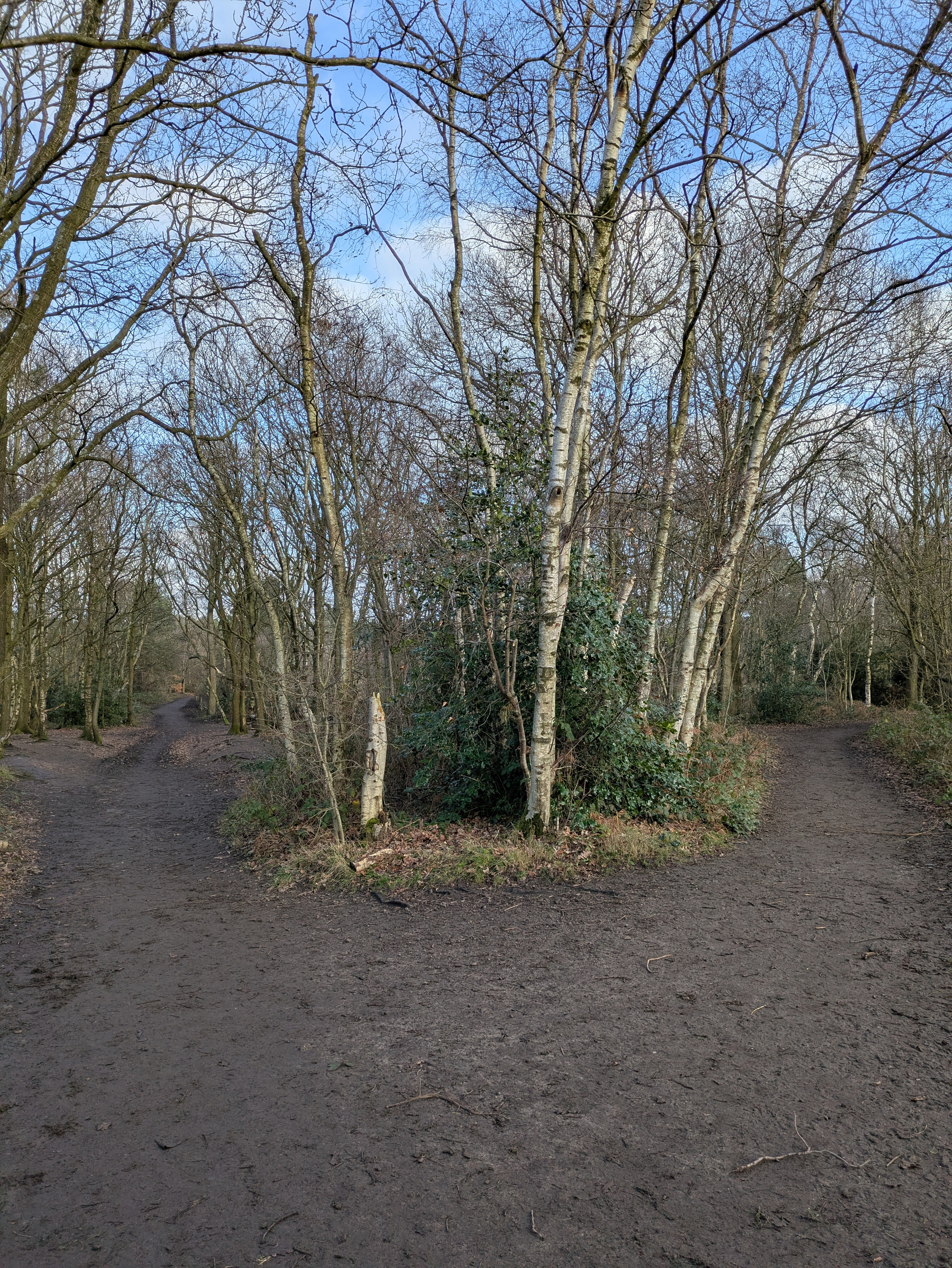 A muddy path splits into two directions through a forest with leafless trees and patches of green foliage.