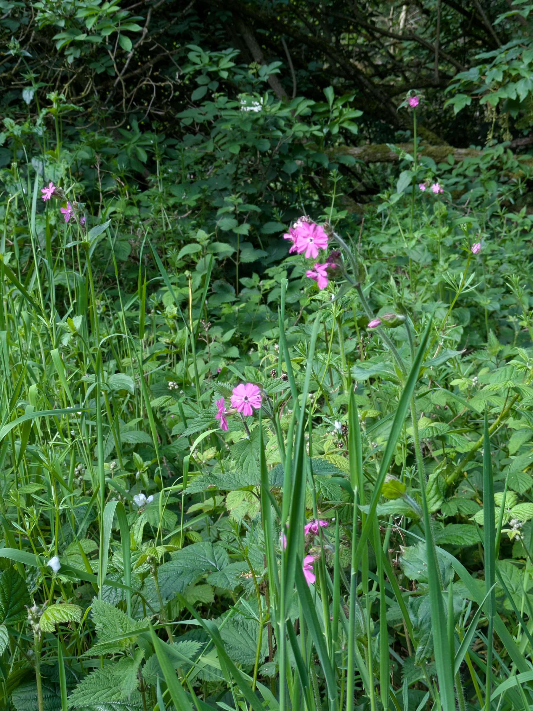 Pink wildflowers are growing amidst lush green foliage in a natural setting.