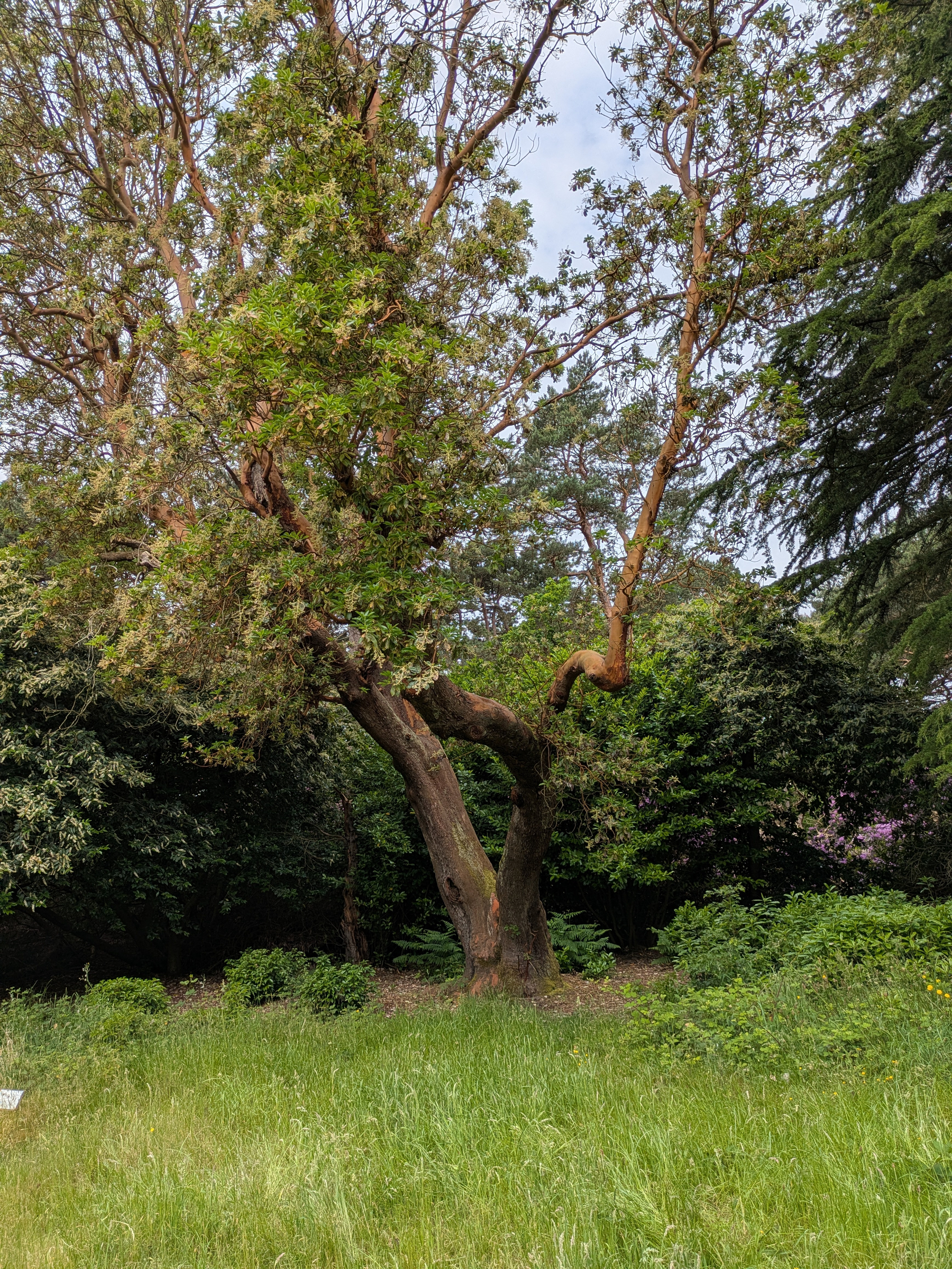 A tall, leafy tree with a thick trunk stands in a lush, green grassy area surrounded by other trees.