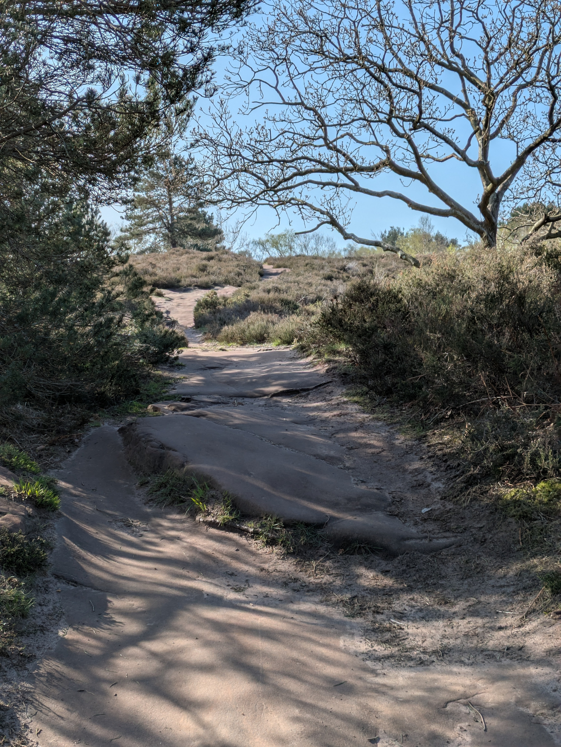 A sandy path winds through a sunlit forested area with trees and bushes.
