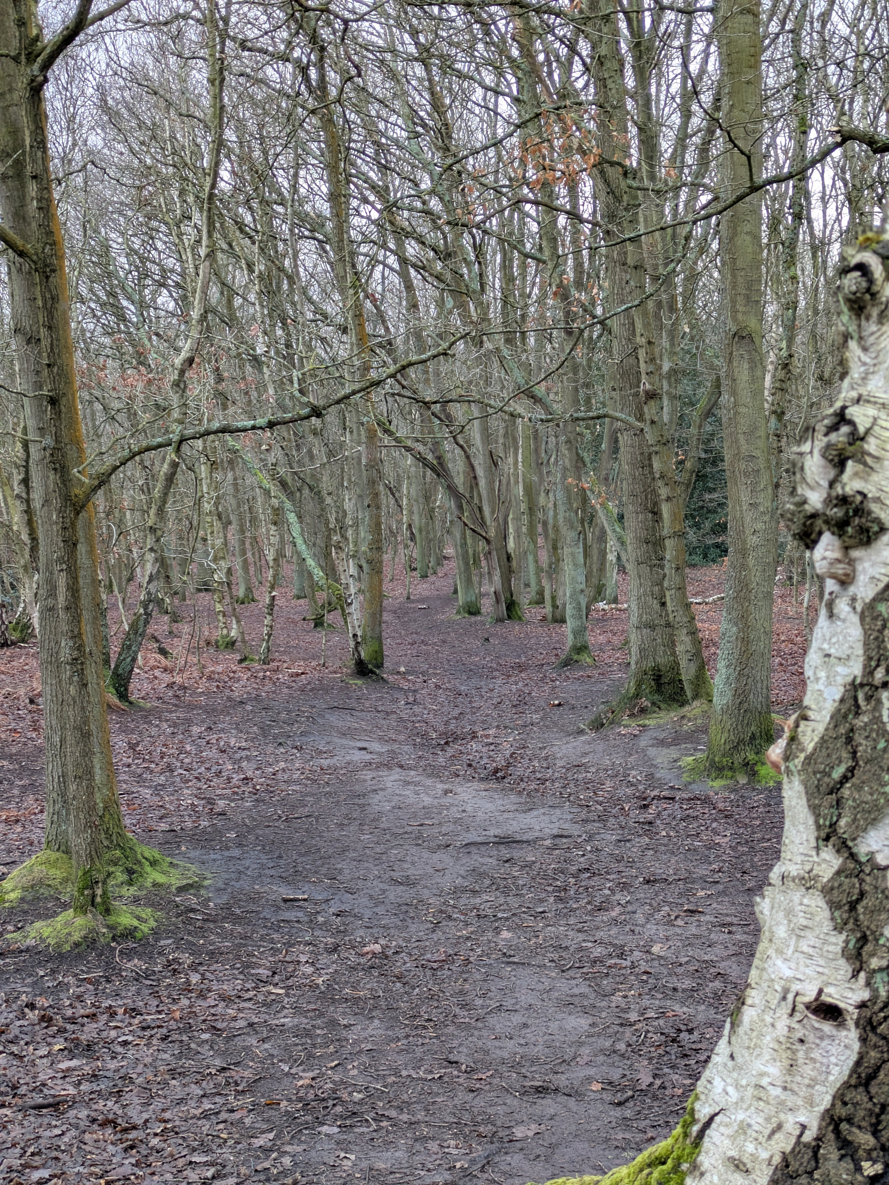 A narrow path winds through a leafless forest with bare trees on either side.