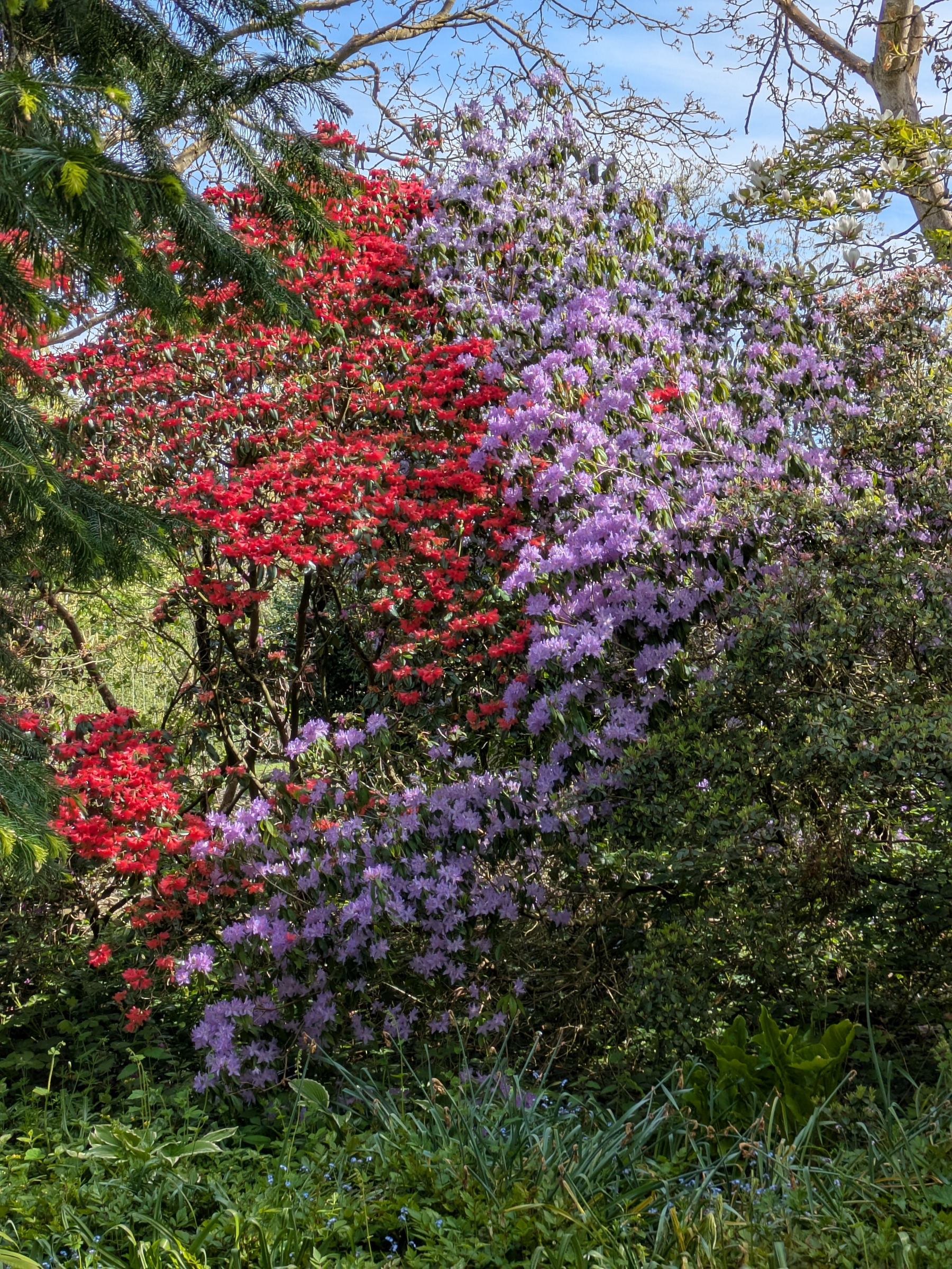 A lush garden features vibrant red and purple flowering bushes against a backdrop of green foliage and a clear blue sky.