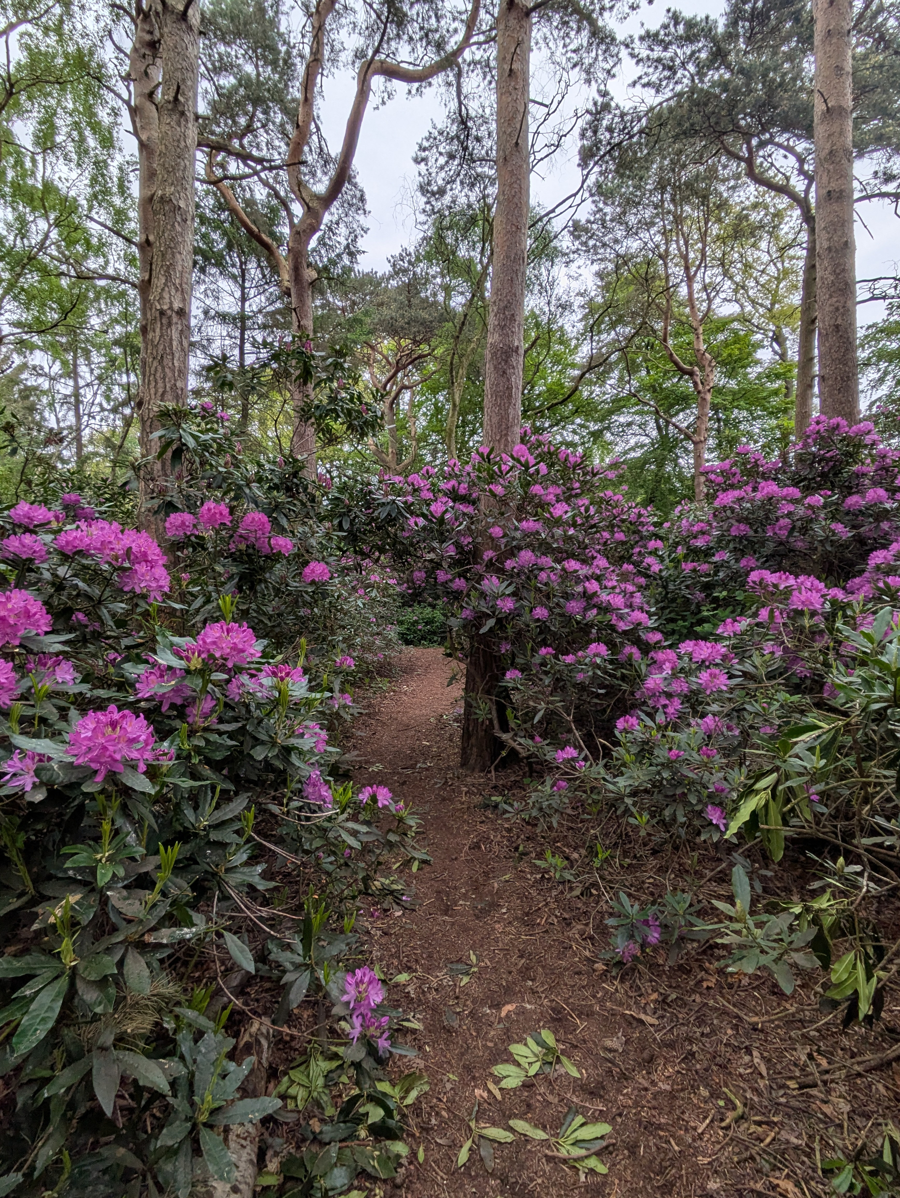 A narrow dirt path winds through a lush forest with tall trees and vibrant pink and purple flowers blooming alongside.
