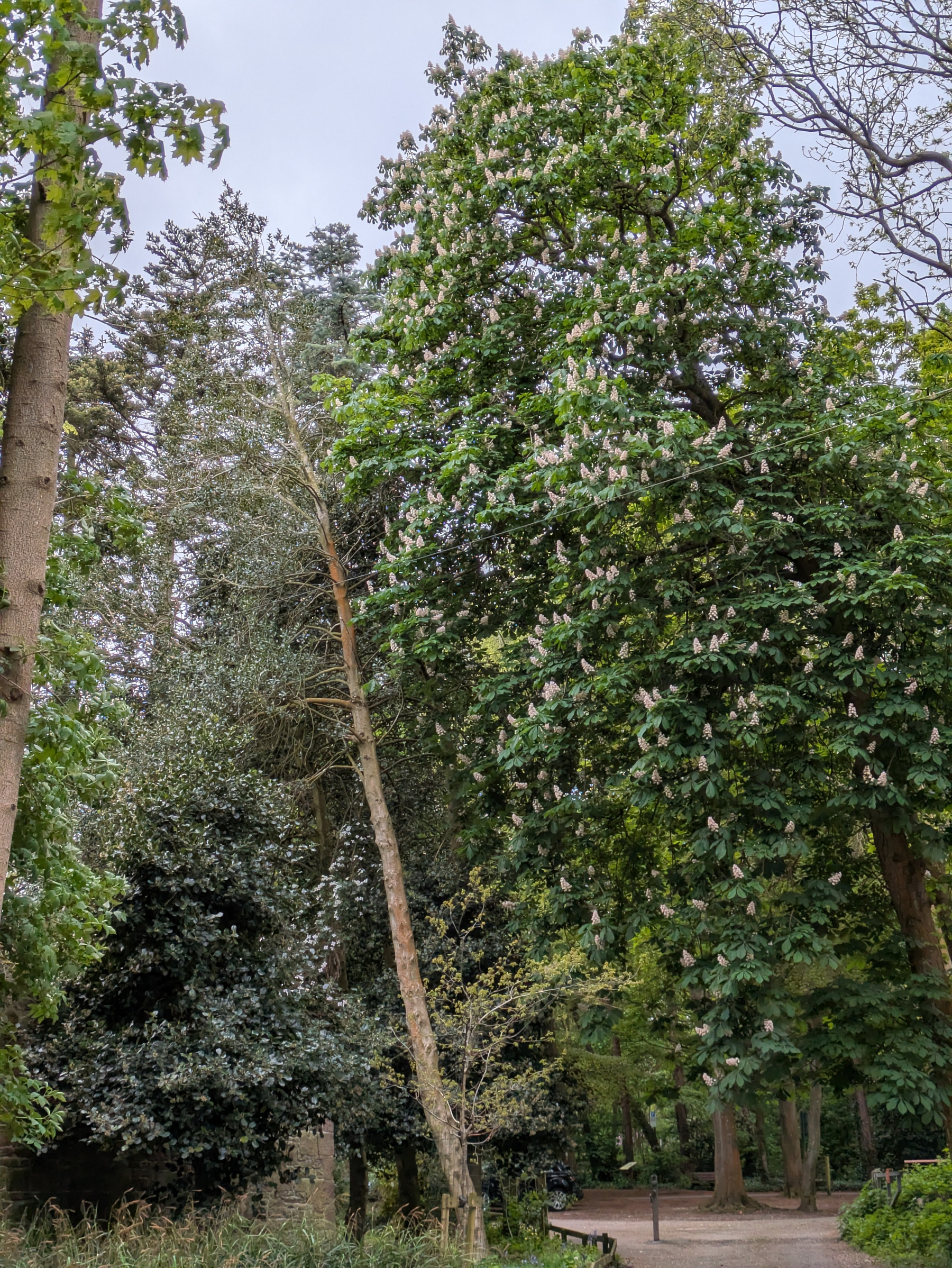 A pathway winds through a lush forest area with tall trees.