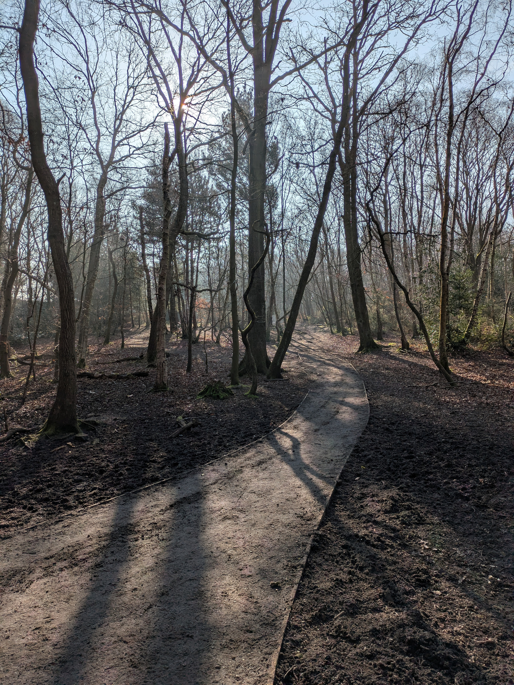 A winding path runs through a sunlit, leafless forest with long shadows cast by the trees.