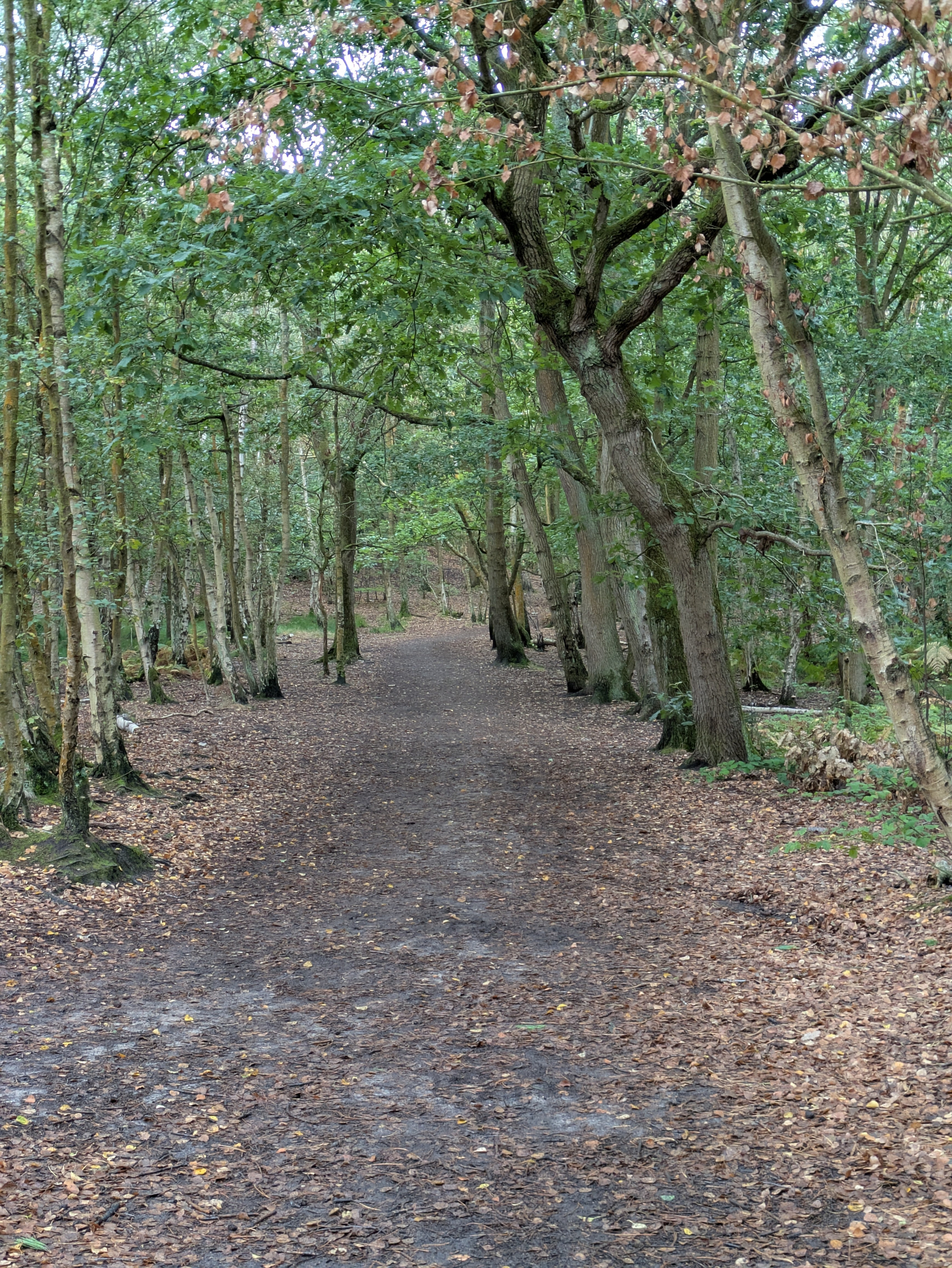 A dirt path covered with fallen leaves winds through a dense forest with tall, green trees.