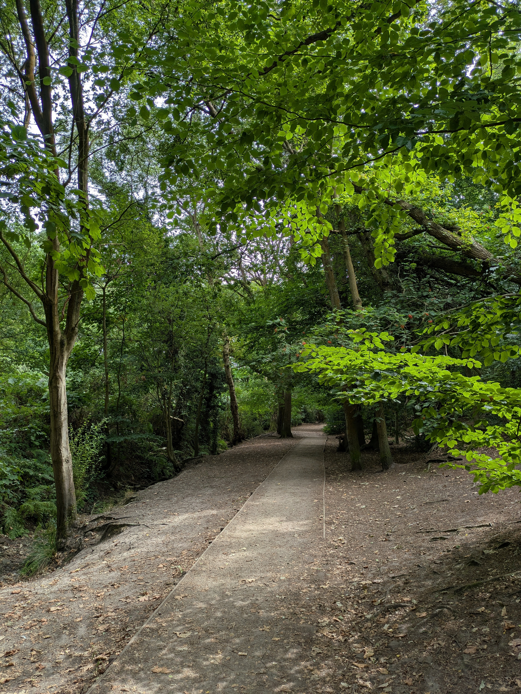 A peaceful forest path winds through dense green trees with sunlight filtering through the leaves.