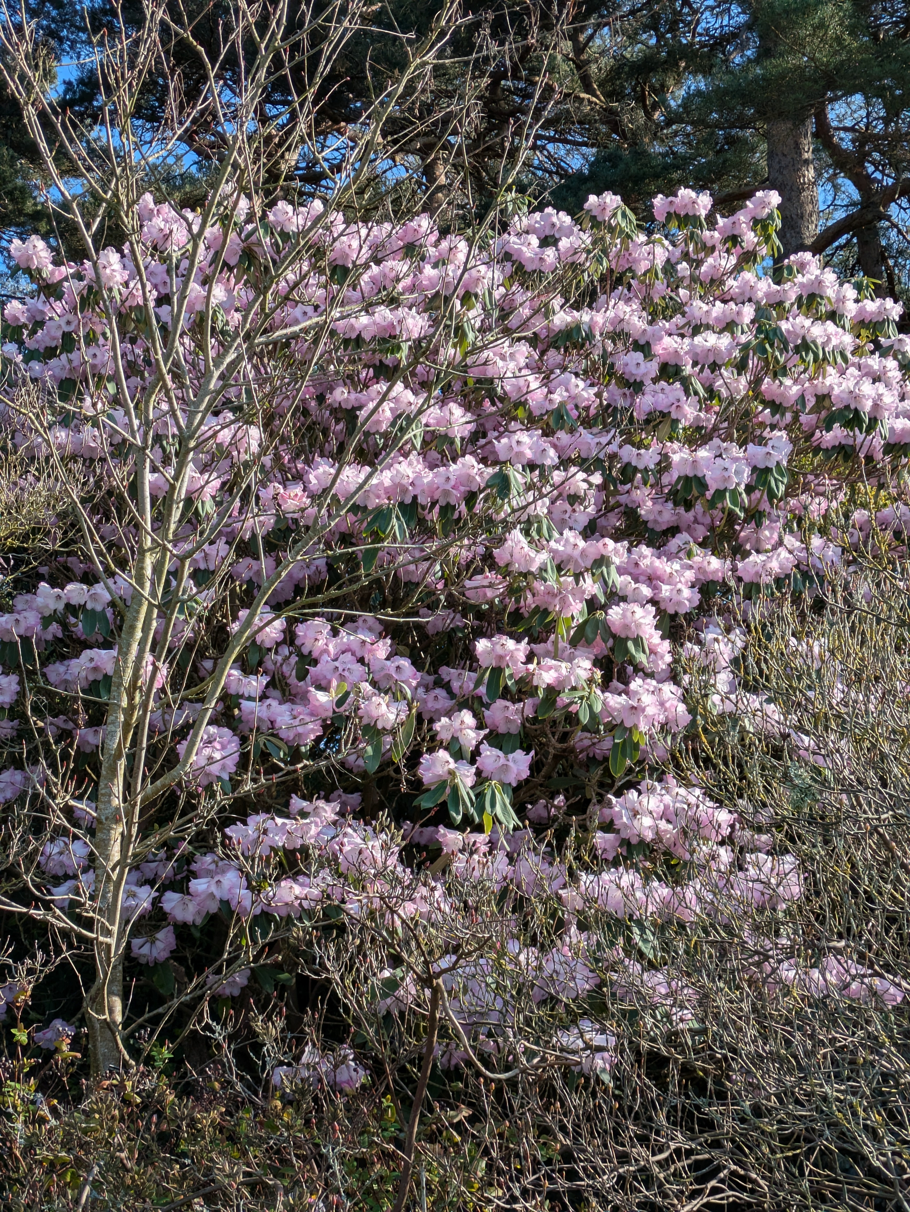A large bush is covered with light pink flowers in a natural setting.