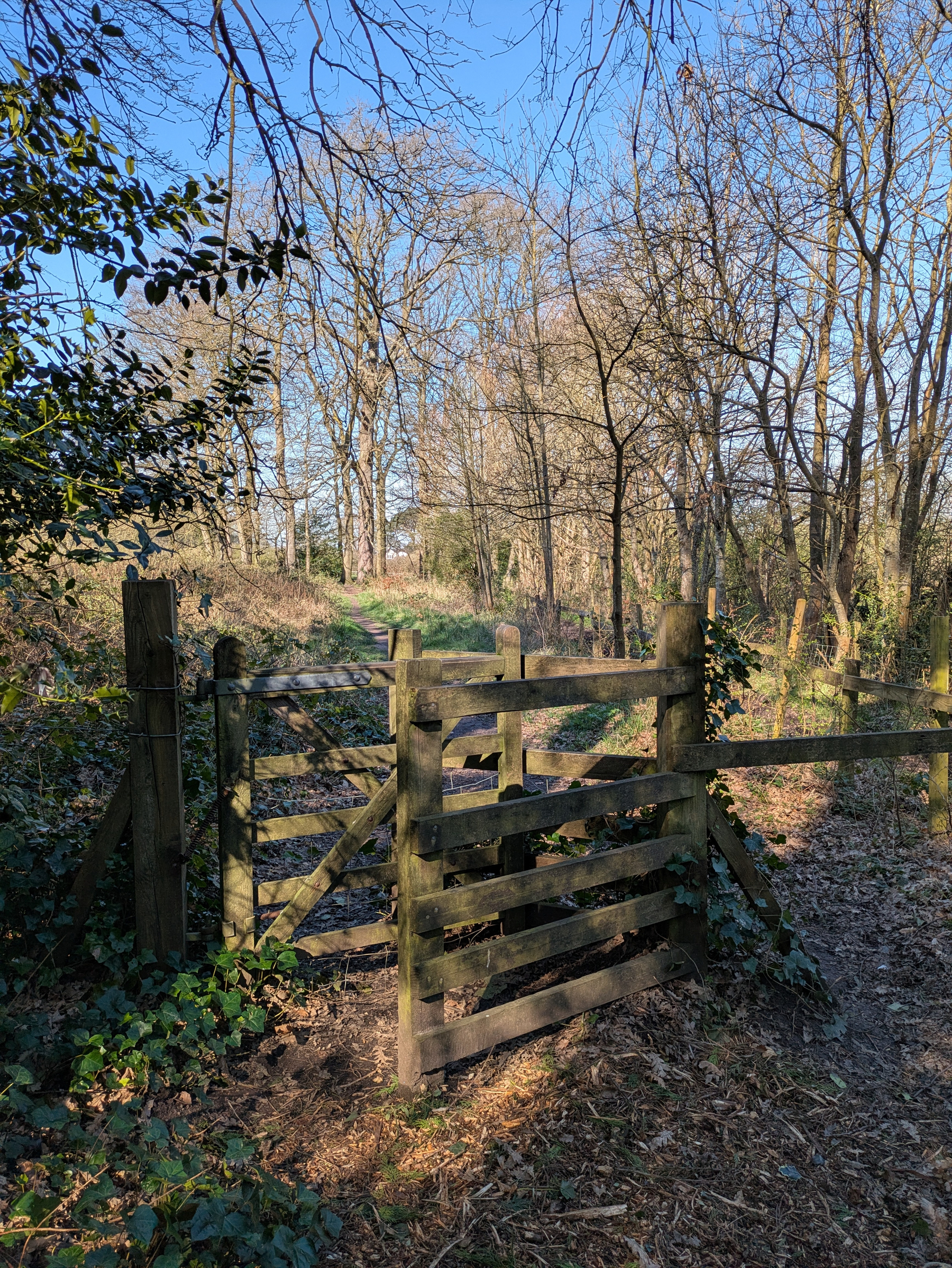 A wooden gate opens to a sunlit forest path surrounded by leafless trees and greenery.