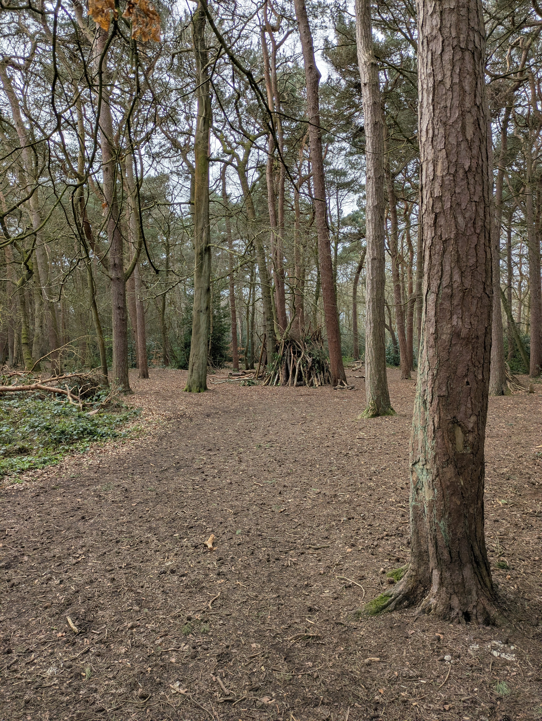 A forest scene with a path, surrounded by tall trees and a small, makeshift wooden structure in the background.