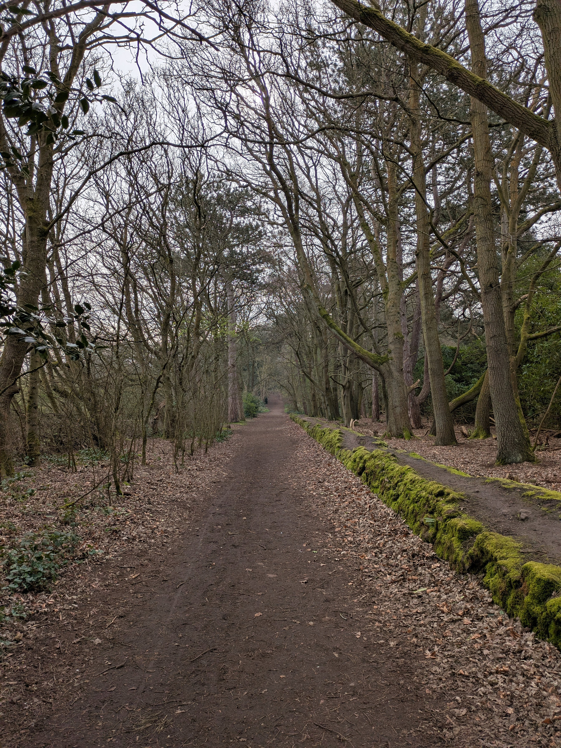 A dirt path winds through a wooded area with bare trees and a mossy edge.