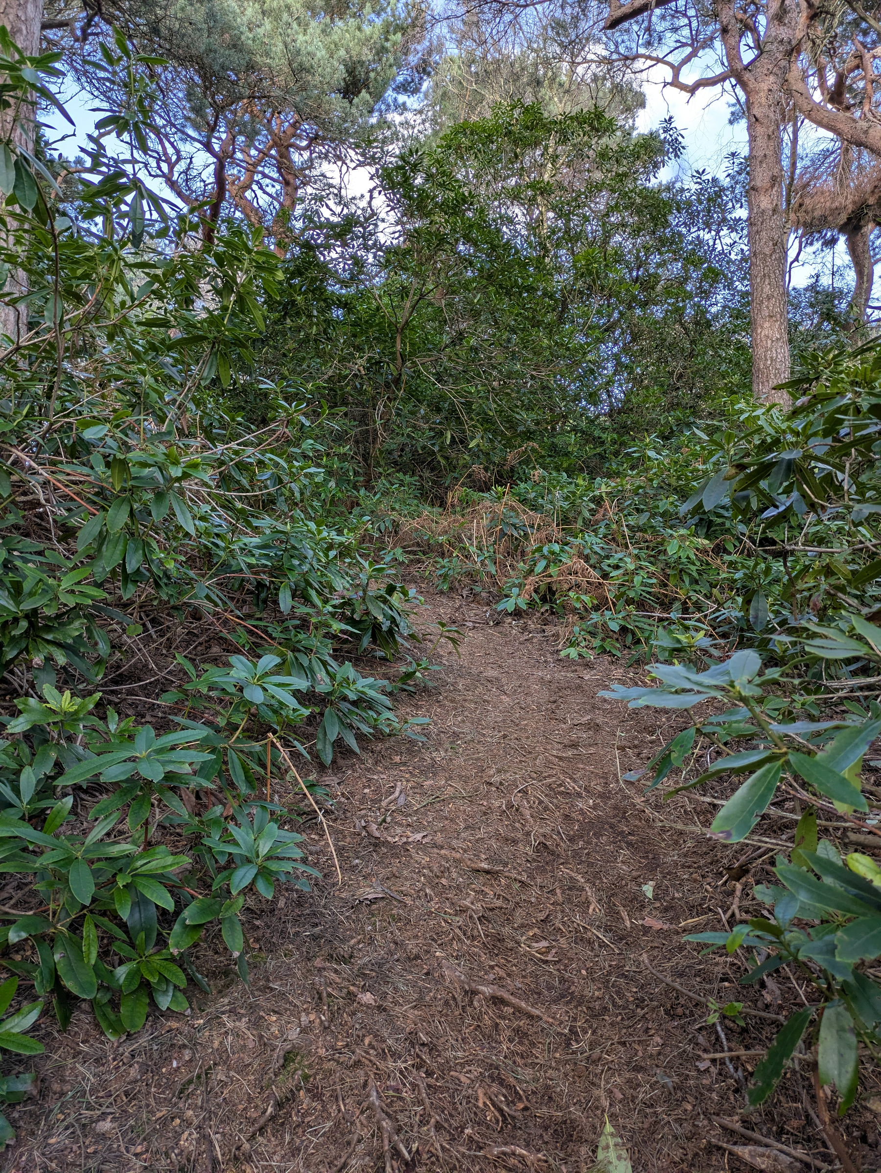 A narrow dirt path winds through a dense forest with abundant green foliage and tall trees.