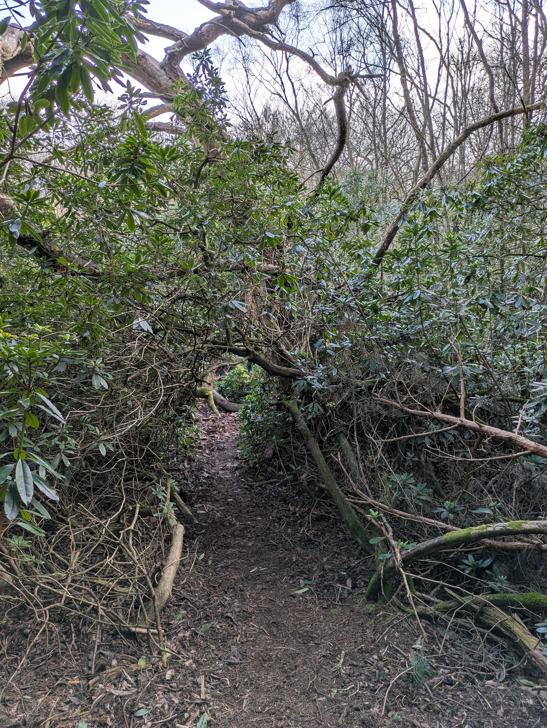 A narrow dirt path winds through dense foliage with overhanging branches in a wooded area.