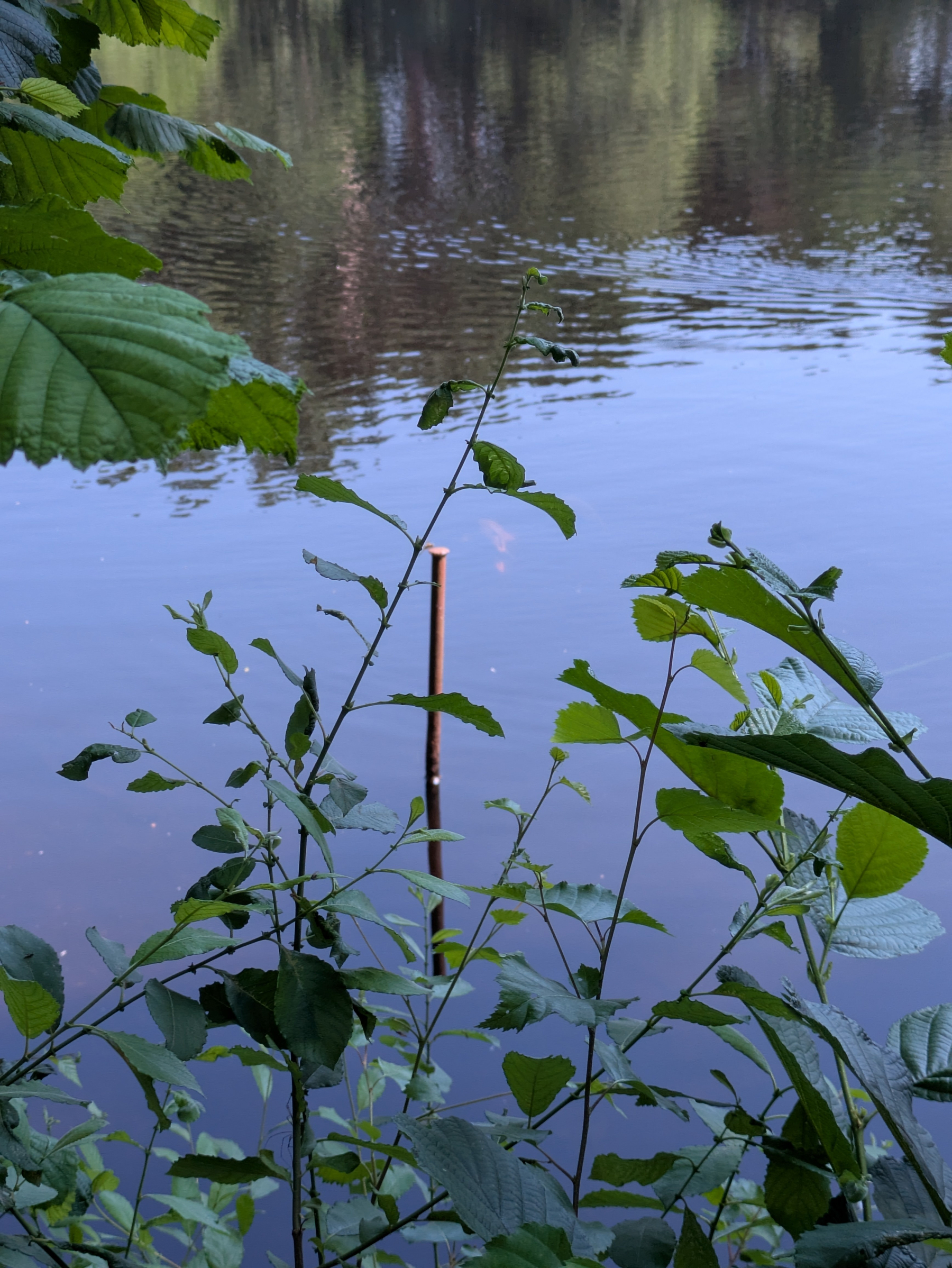Green leafy plants are growing near the edge of a calm body of water with trees reflecting on its surface.  There is a fish near the surface. 