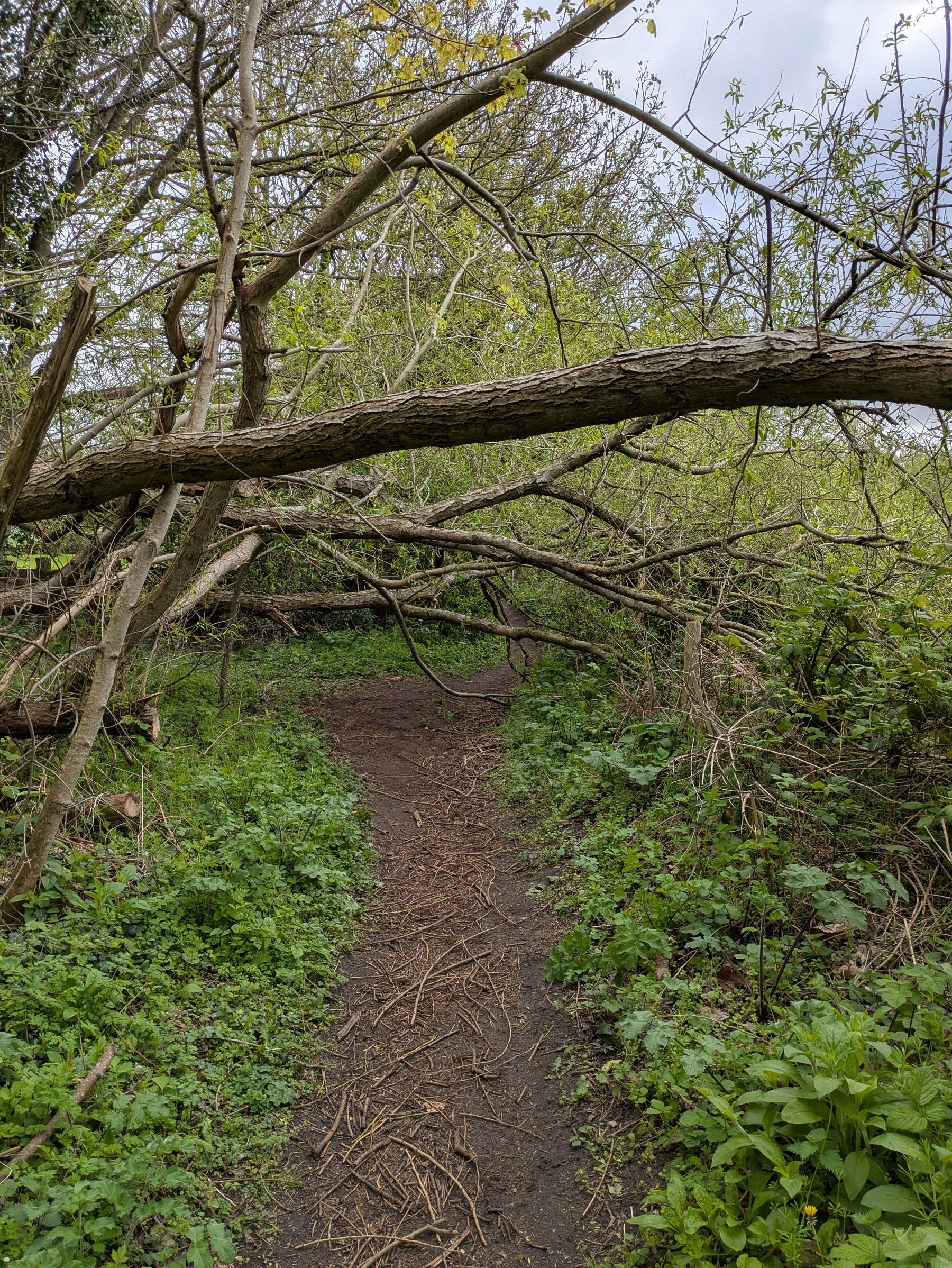 A narrow dirt path surrounded by lush greenery and partially obstructed by fallen branches winds through a dense forest area.