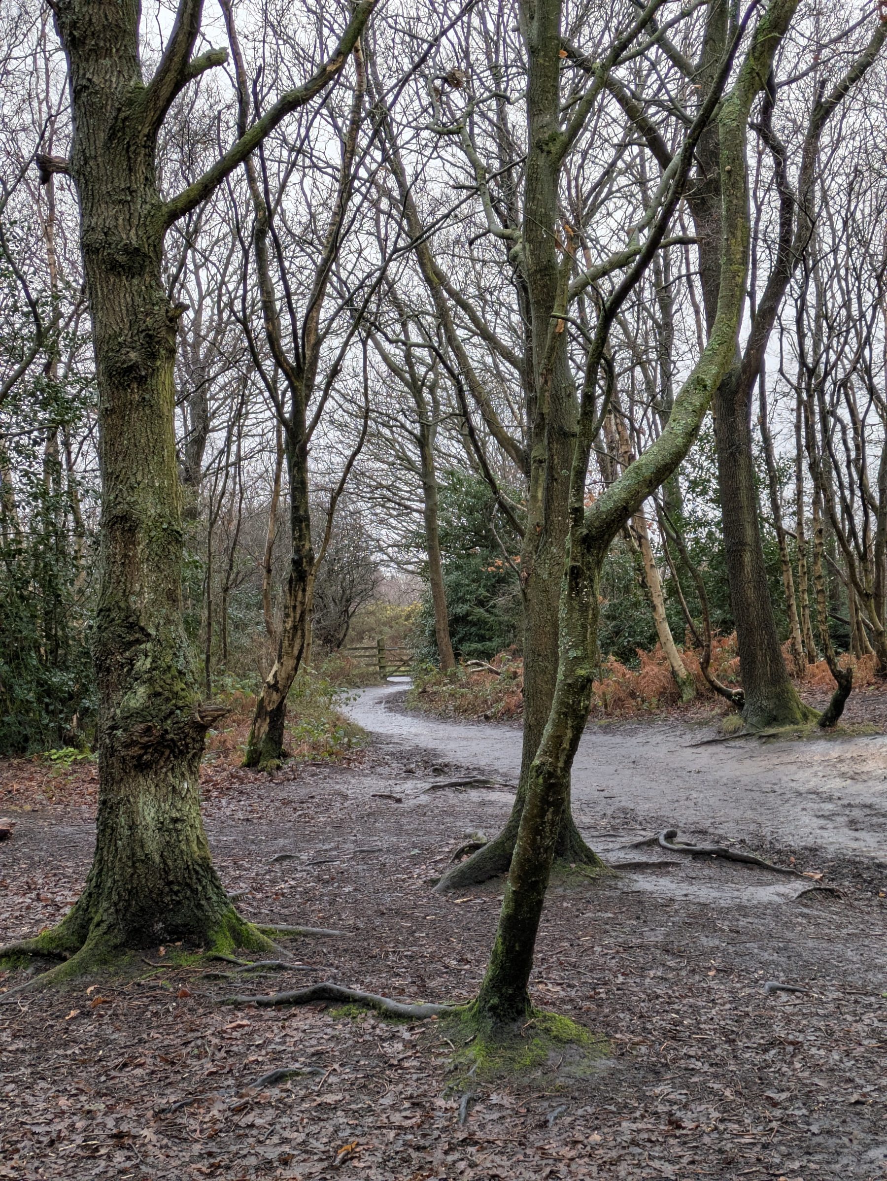 A winding path leads through a forest with bare trees and scattered greenery.