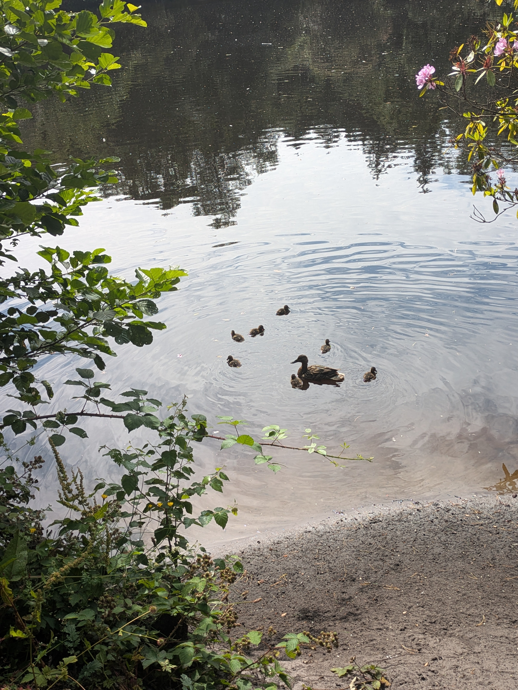 A mother duck is swimming with her ducklings in a calm body of water near a sandy shore, surrounded by greenery.