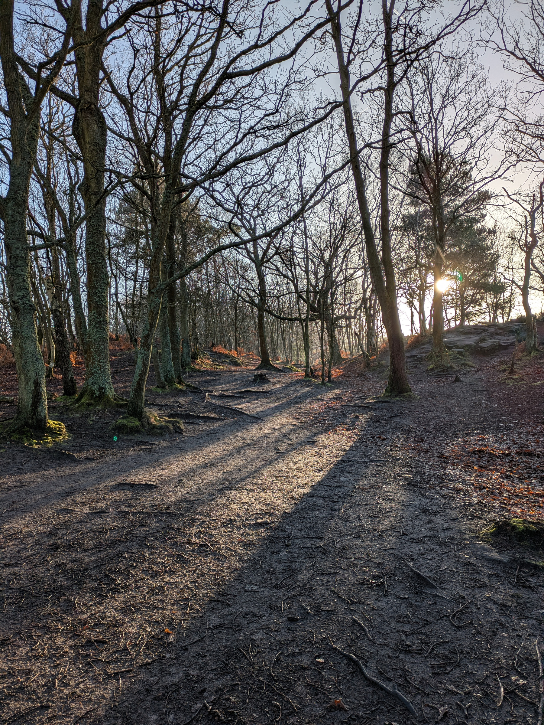 A sunlit forest path is surrounded by tall trees with bare branches.