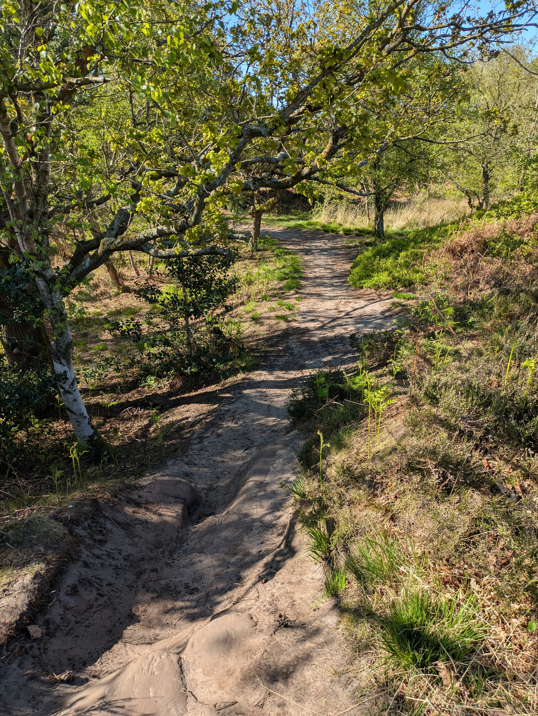 A sandy path winds through a sunny, tree-lined landscape with lush greenery.