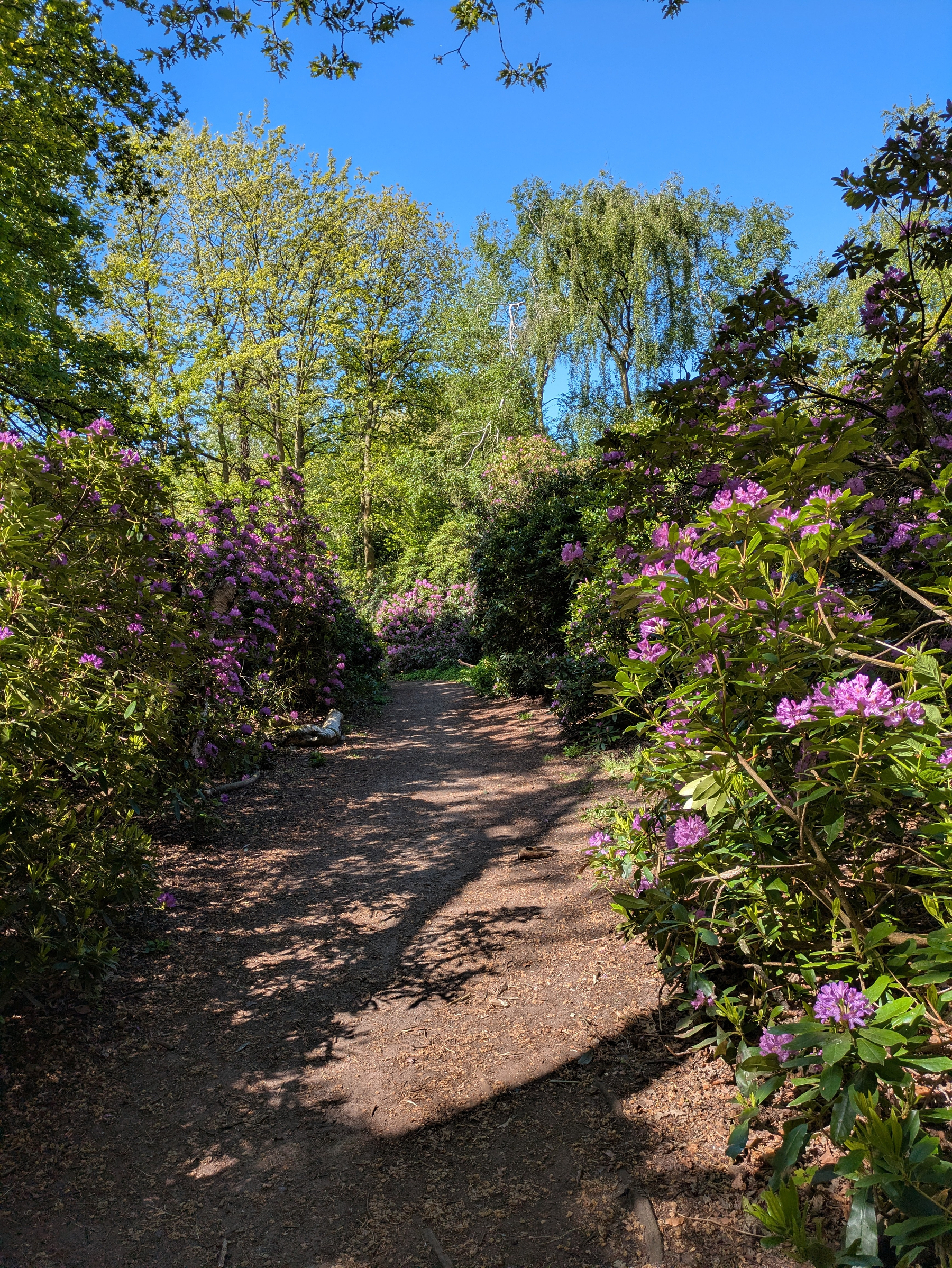 A dirt path winds through a lush garden flanked by blooming purple and pink flowers under a clear blue sky.