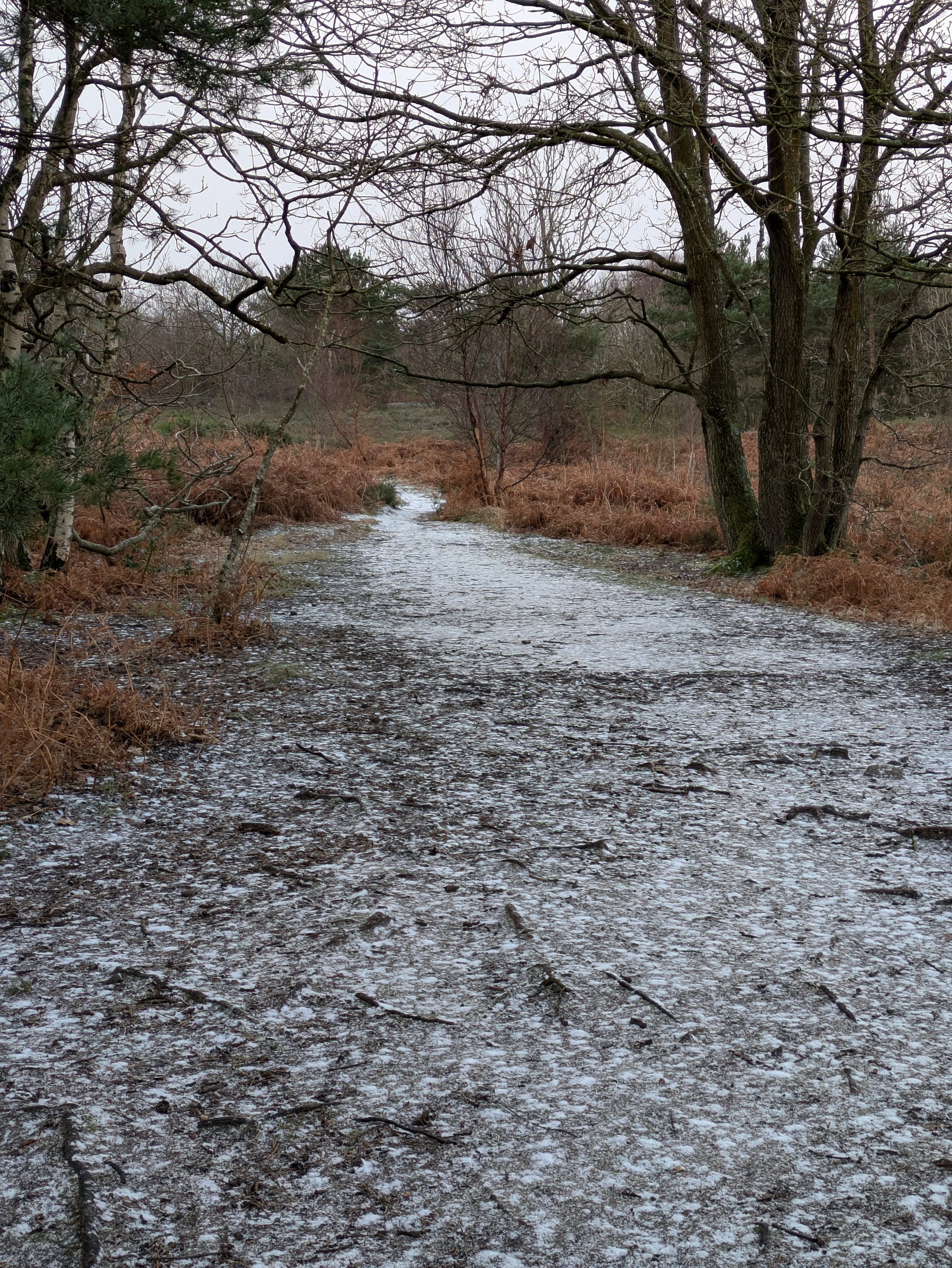 A frosty woodland path winds through bare trees and brown undergrowth.