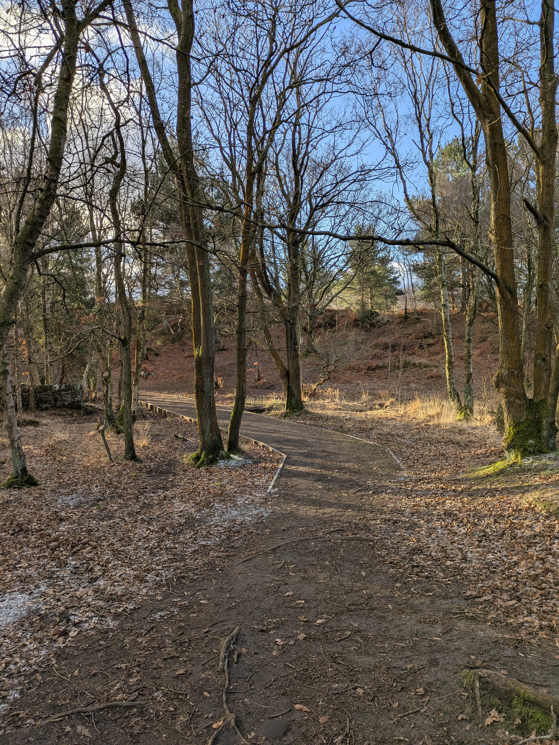 A winding forest path is surrounded by bare trees and patches of fallen leaves on a clear day.