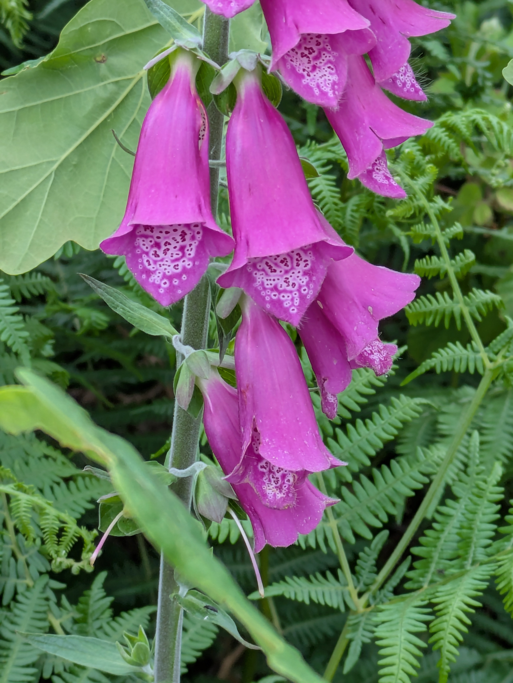 Purple bell-shaped flowers with spotted interiors are blooming on a tall stem surrounded by green foliage.