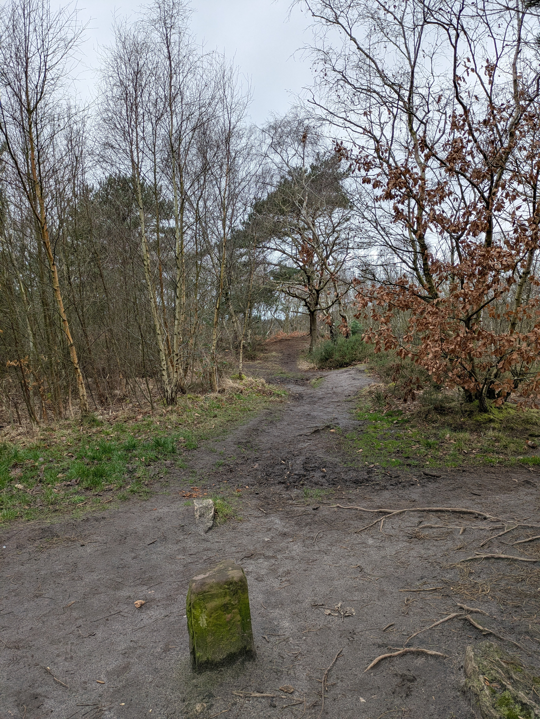 A winding dirt path leads through a forested area with bare trees and patches of grass.