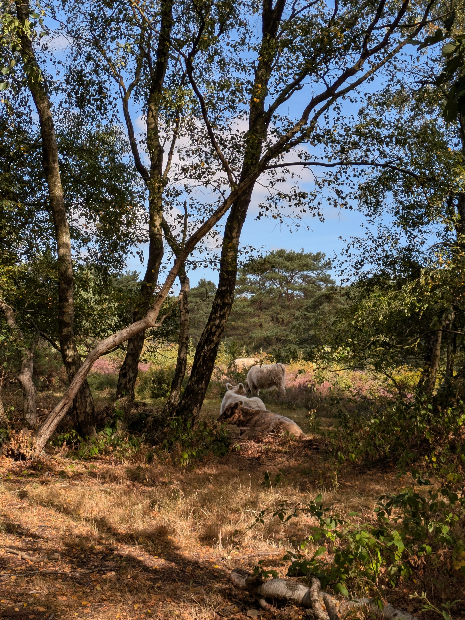 A group of cattle is resting and grazing in a peaceful, sunlit forest clearing surrounded by trees and foliage.