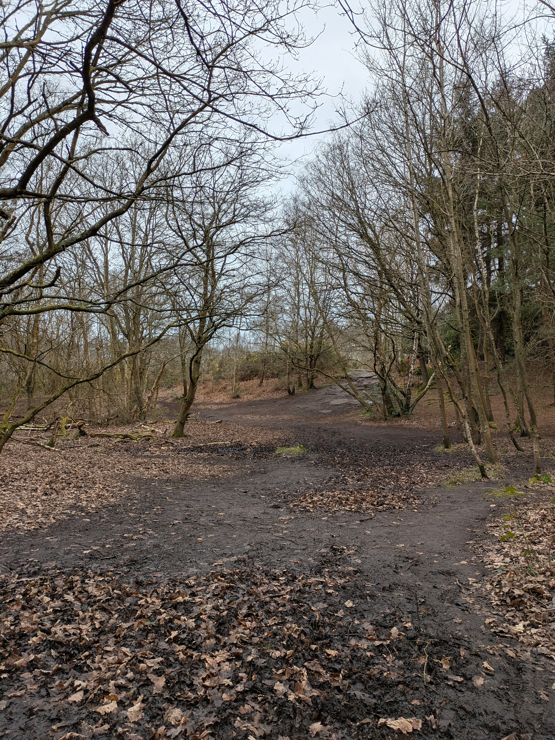 A muddy woodland path is surrounded by leafless trees and scattered fallen leaves.