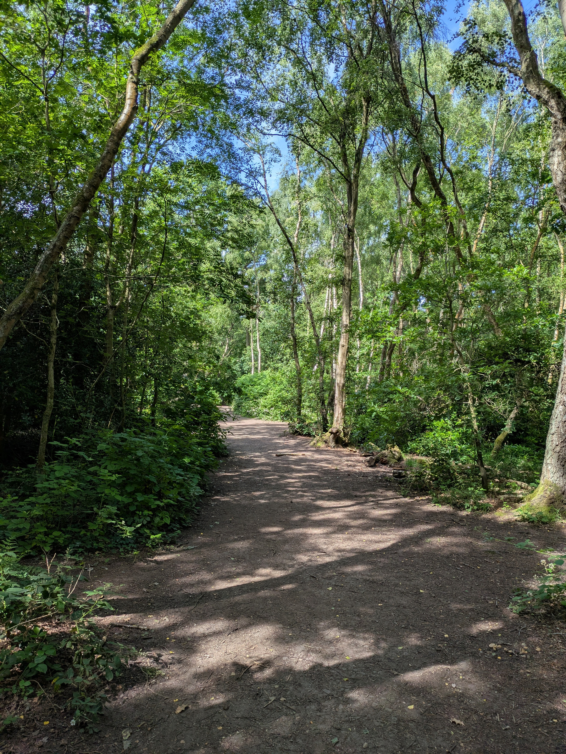 A sunlit dirt path winds through a lush green forest with tall trees casting shadows on the ground.