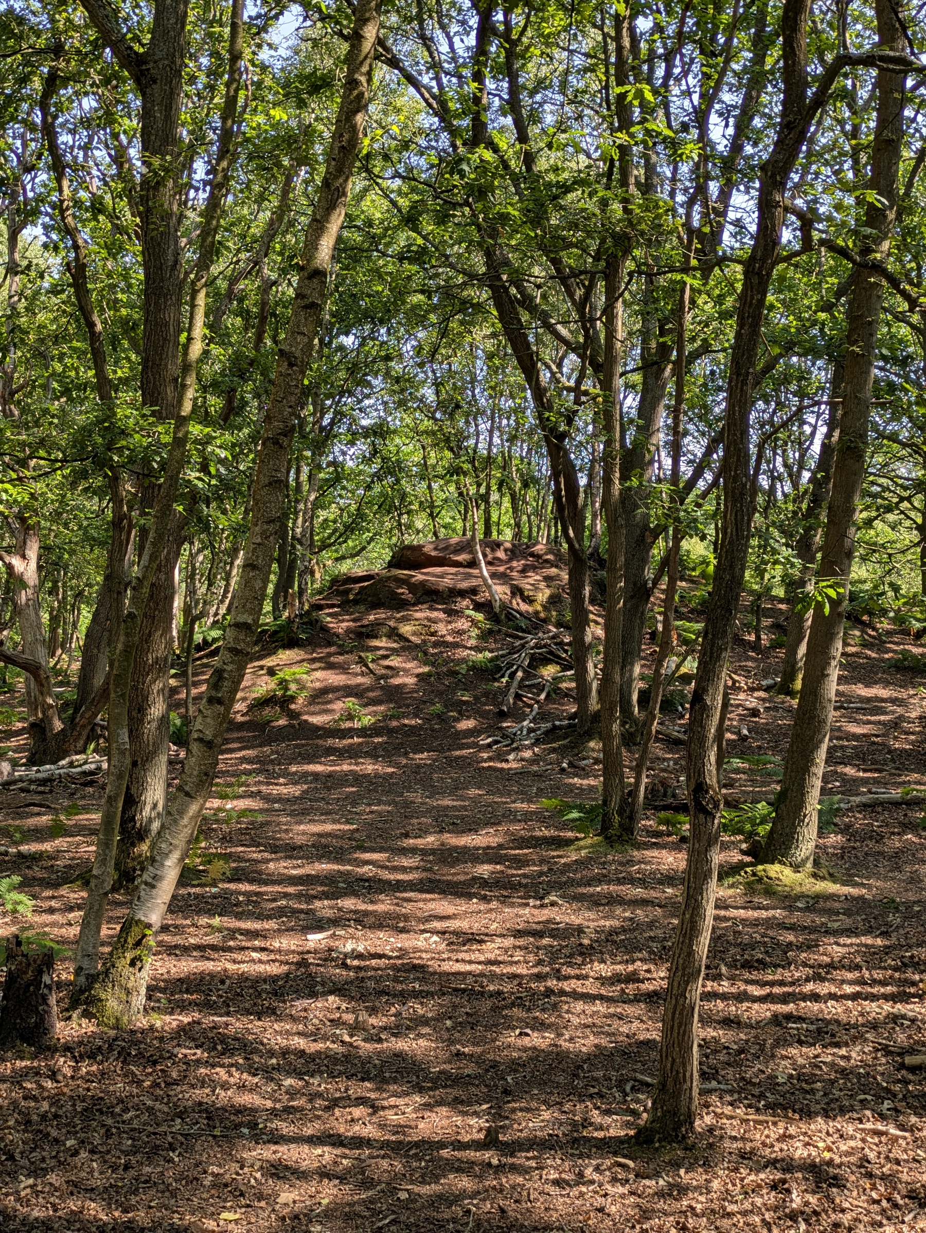 A sunlit forest area with sparse trees and a rocky hill in the background.