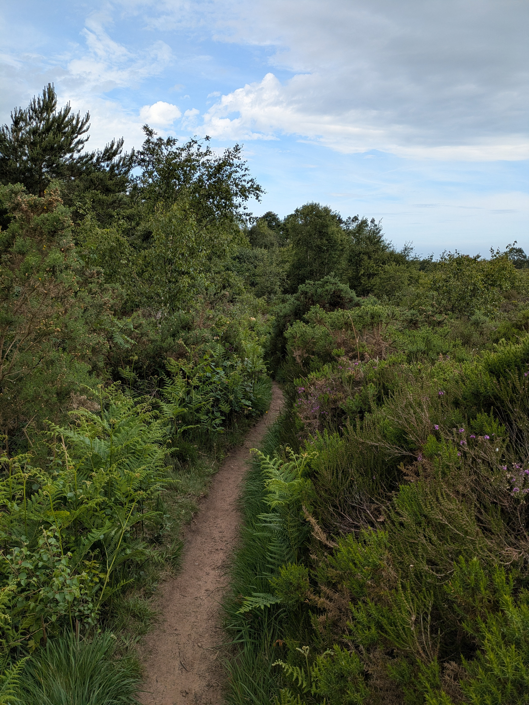 A narrow dirt path winds through lush greenery and tall bushes under a partly cloudy sky.
