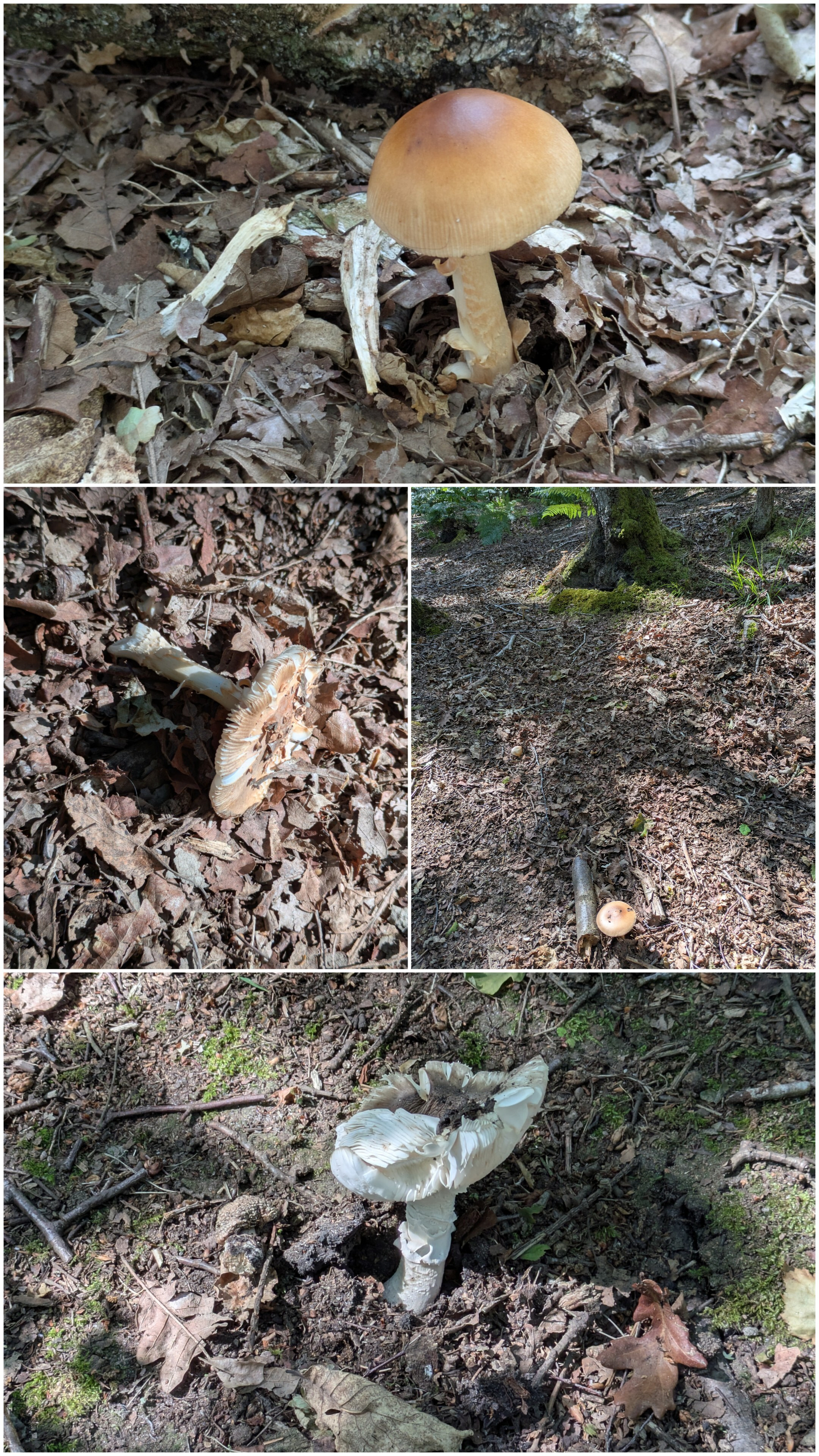 A collage of four photos shows different mushrooms growing among fallen leaves and forest floor debris in a wooded area.