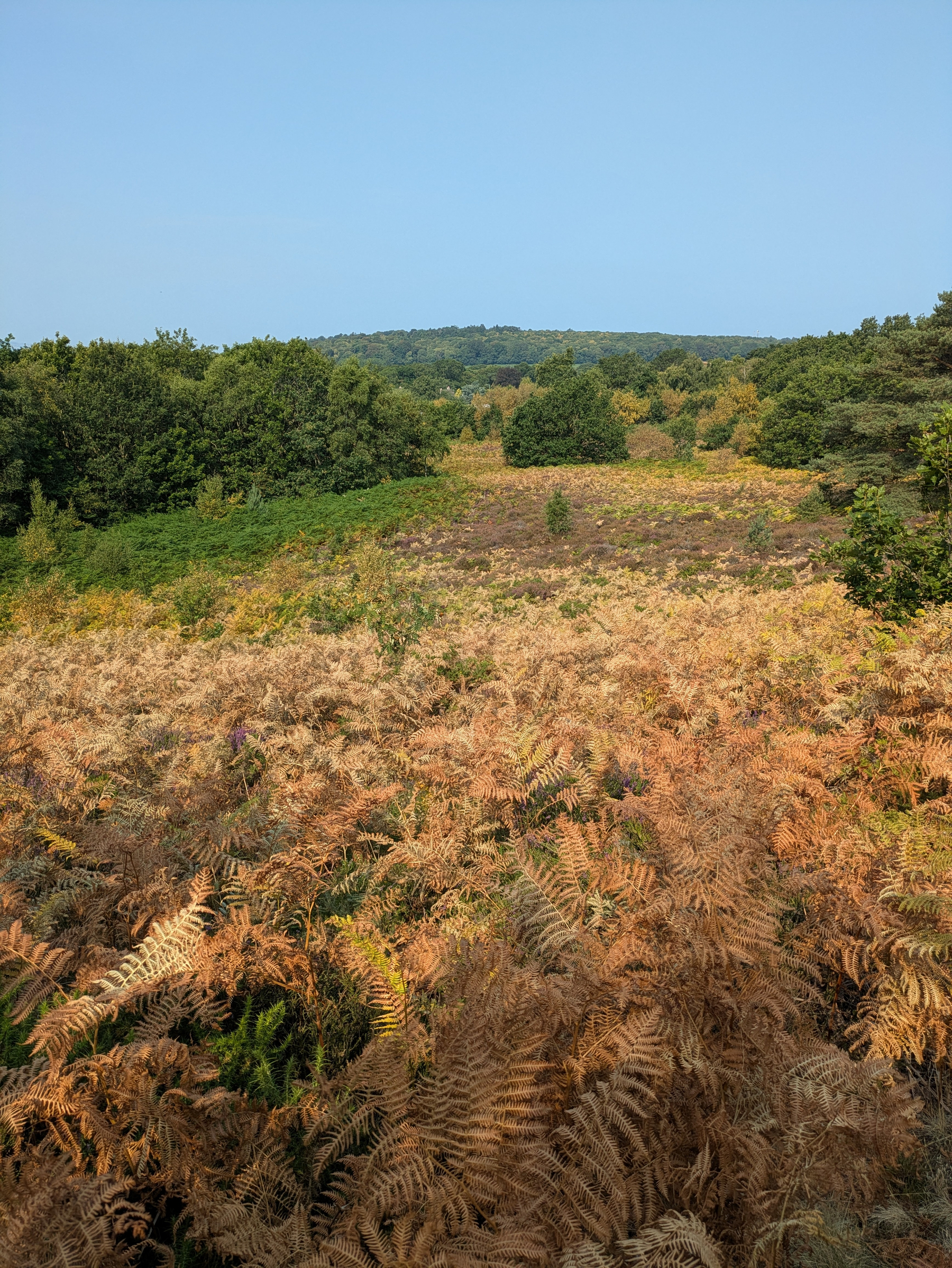 A slope covered in dry, golden-brown ferns stretches toward a background of green trees under a clear blue sky.